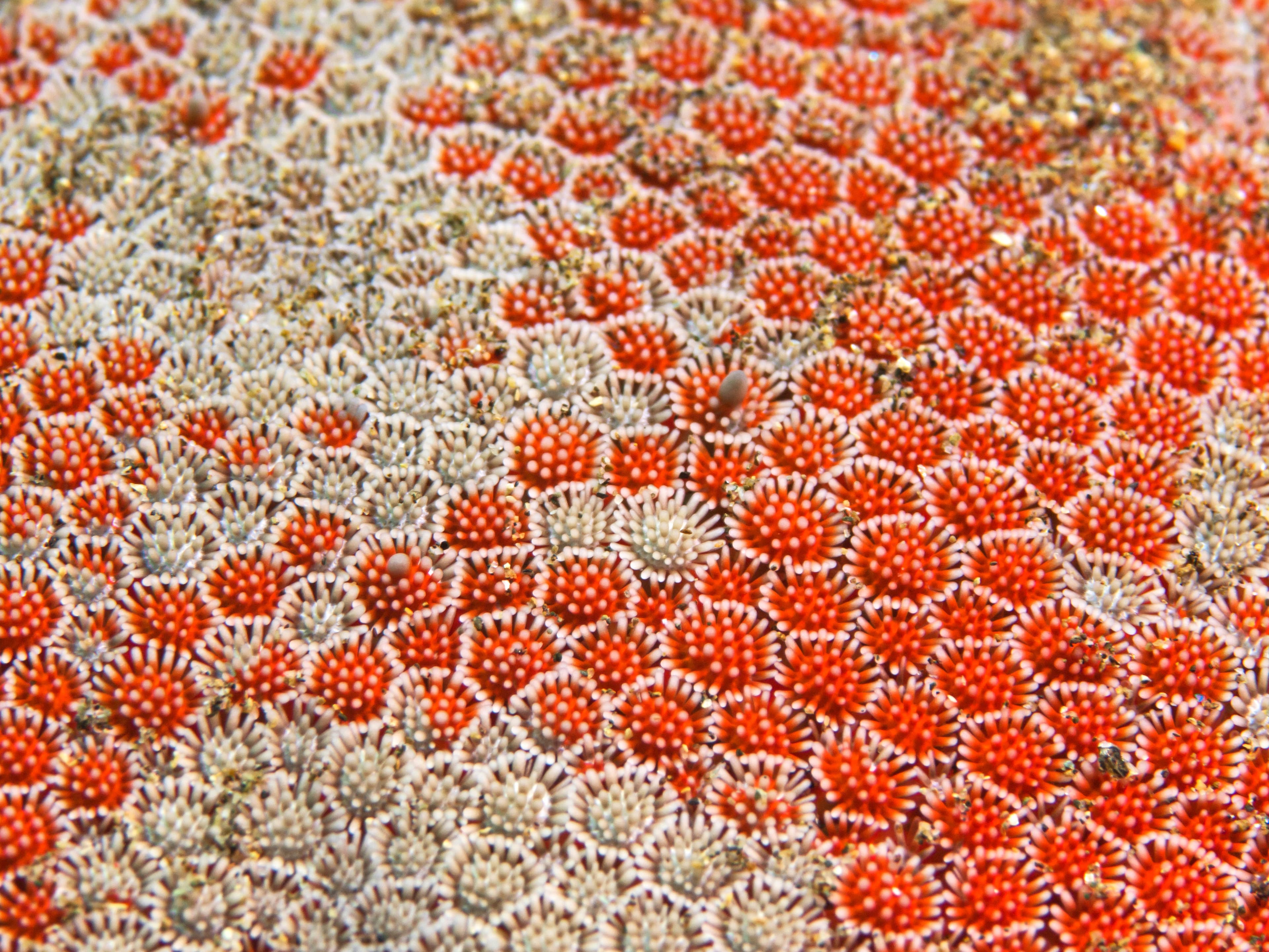 Skin detail of the Red Comb Starfish (Astropecten aranciacus)