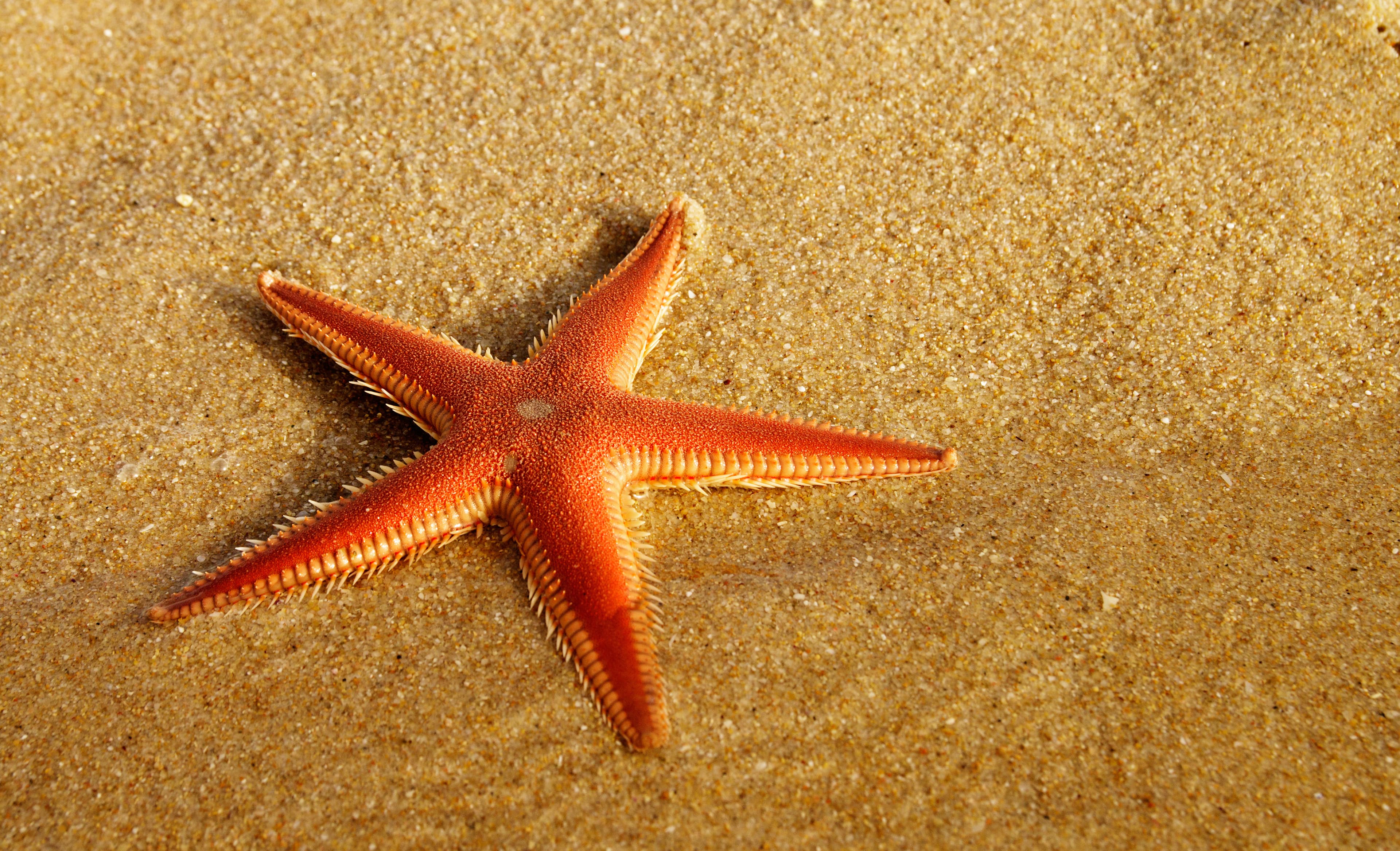 Red Comb Starfish (Astropecten aranciacus)