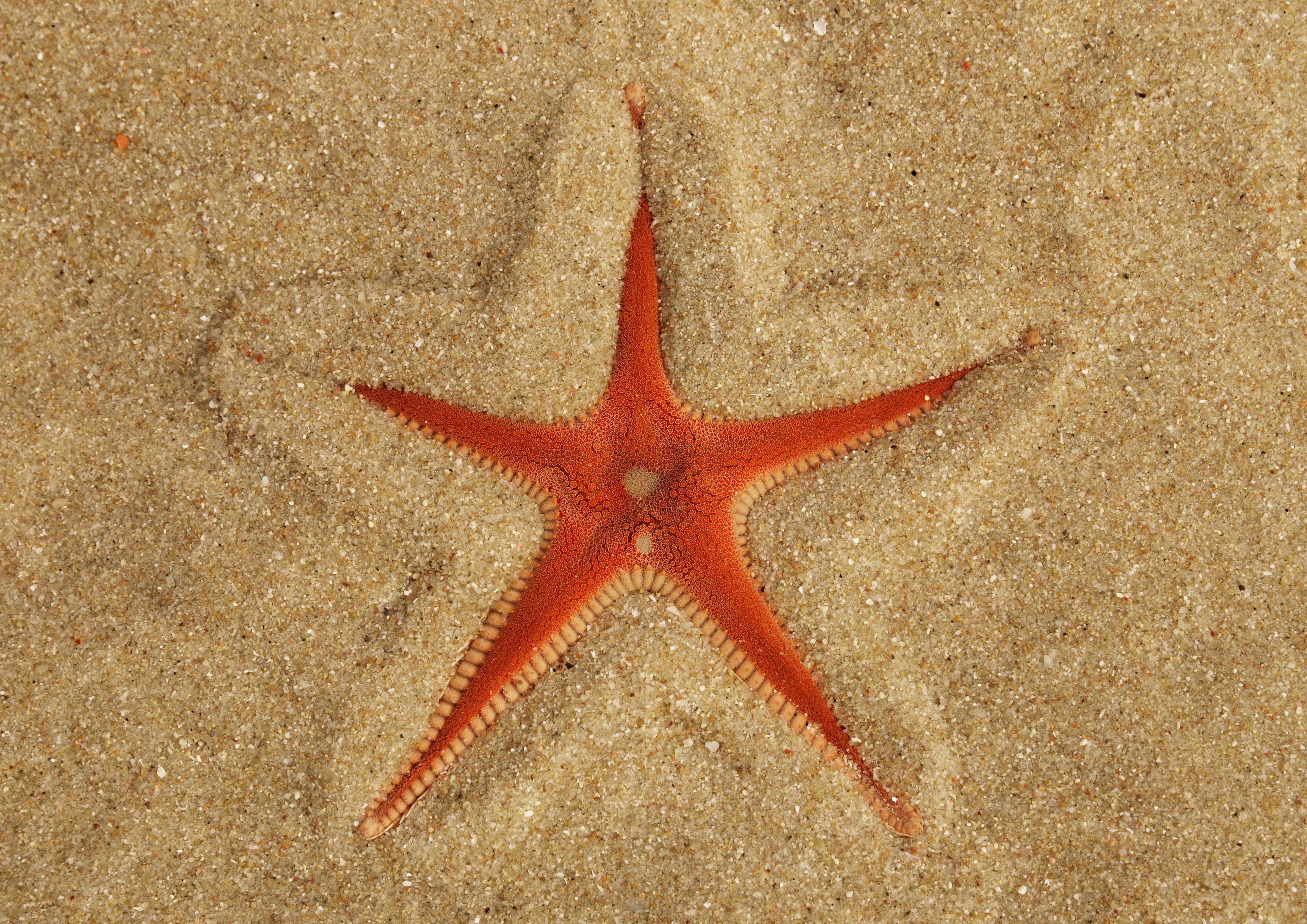 Red Comb Starfish (Astropecten aranciacus) half buried in the sand