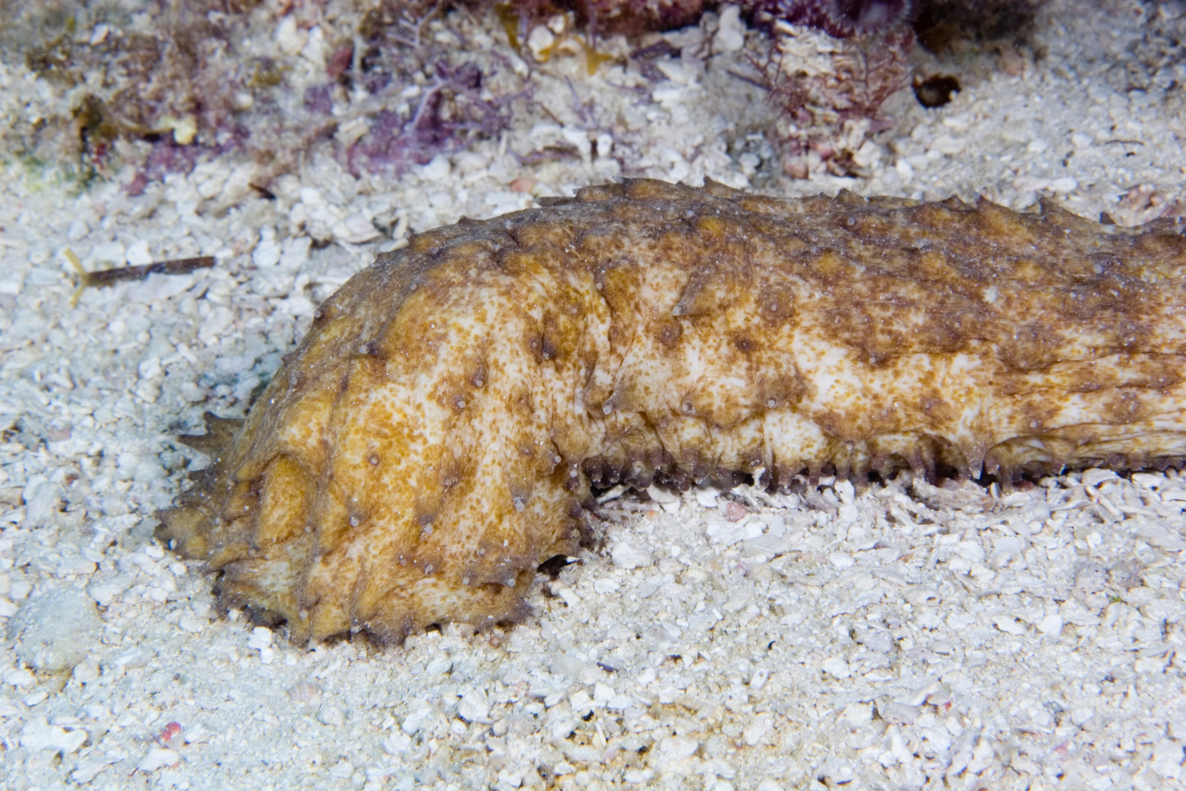 Tiger Tail Sea Cucumber (Holothuria thomasi), in the Florida Keys National Marine Sanctuary, Florida