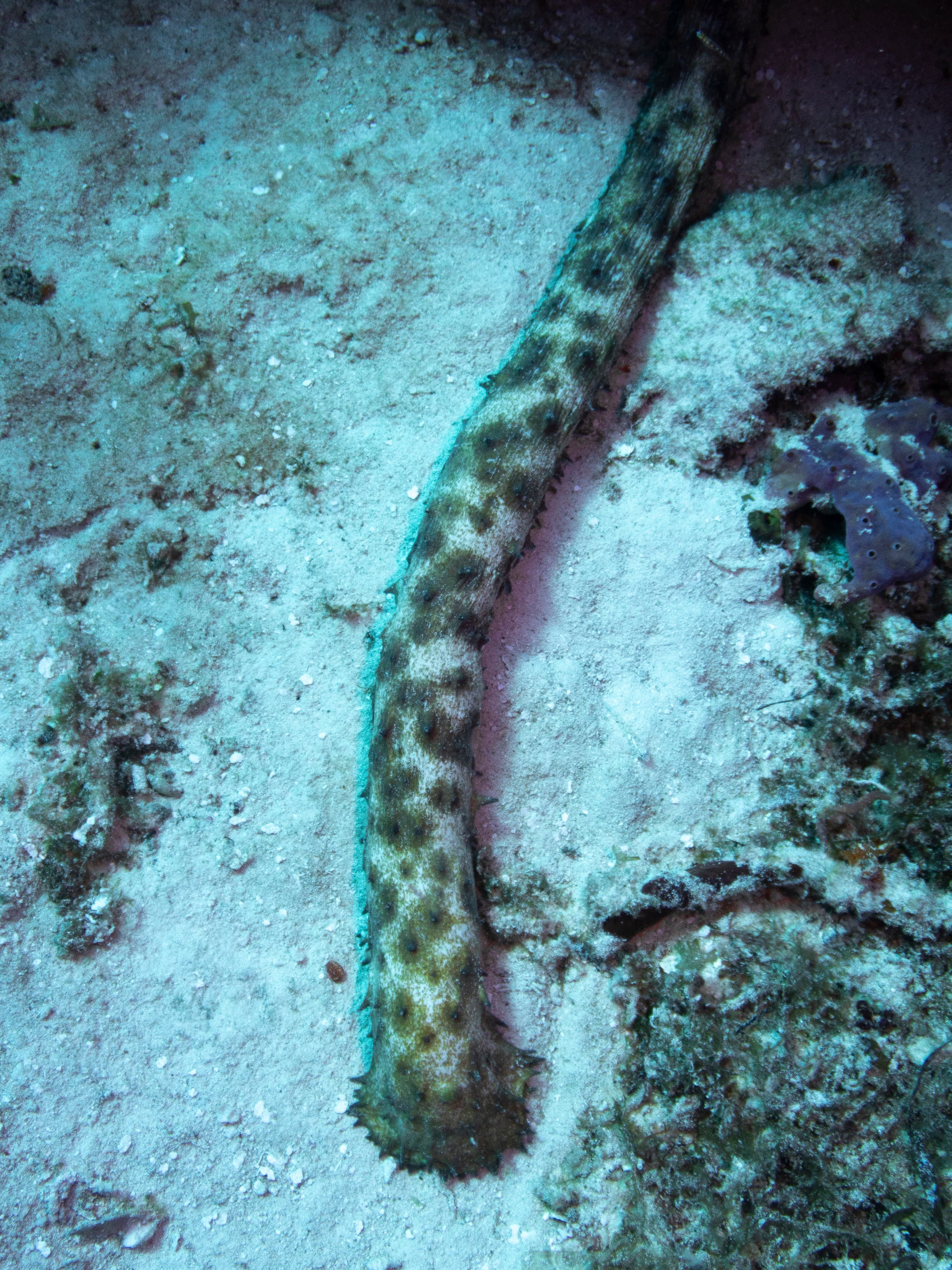 Tiger Tail Sea Cucumber (Holothuria thomasi)