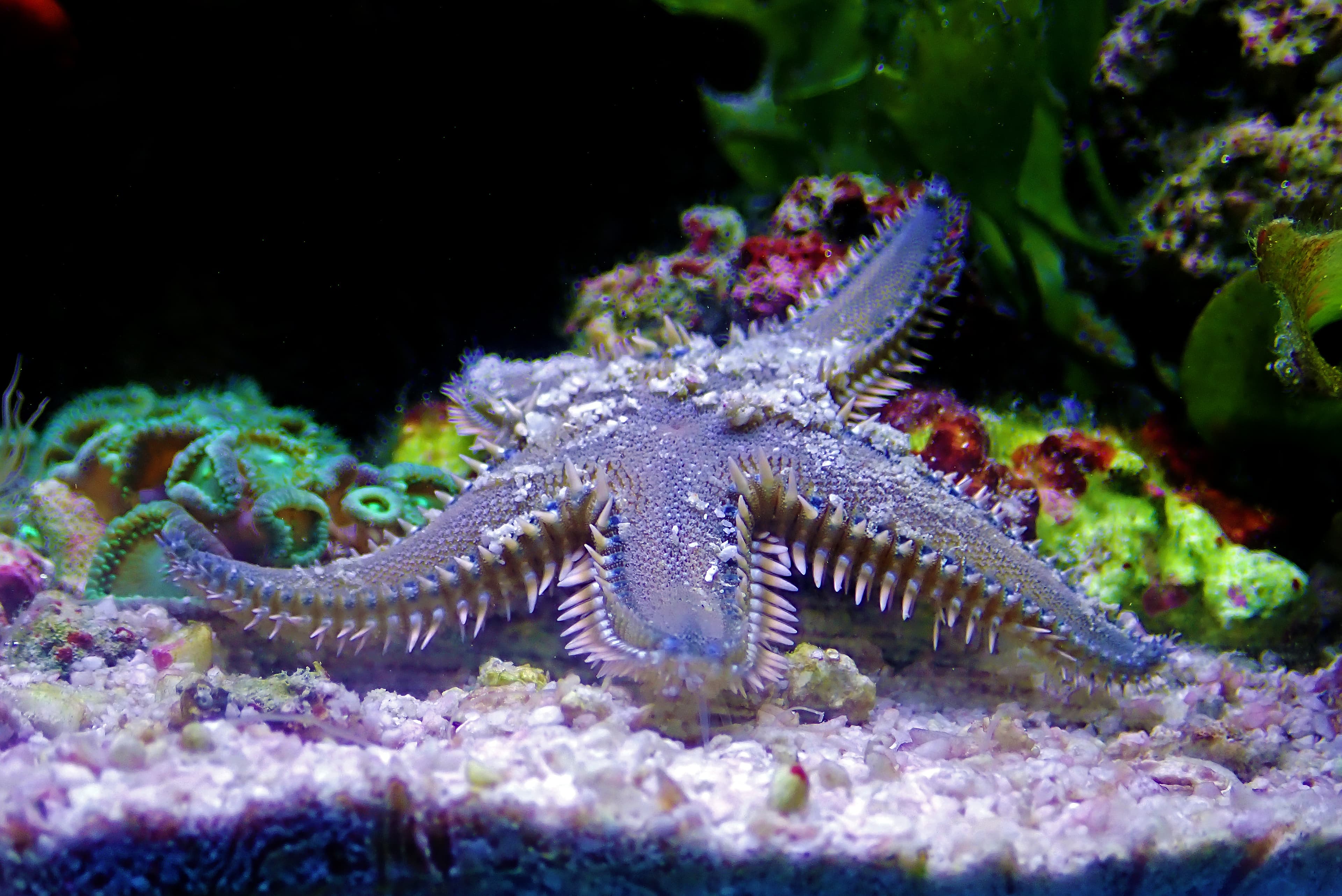 Mediterranean Sea Sand Starfish (Astropecten spinulosus)