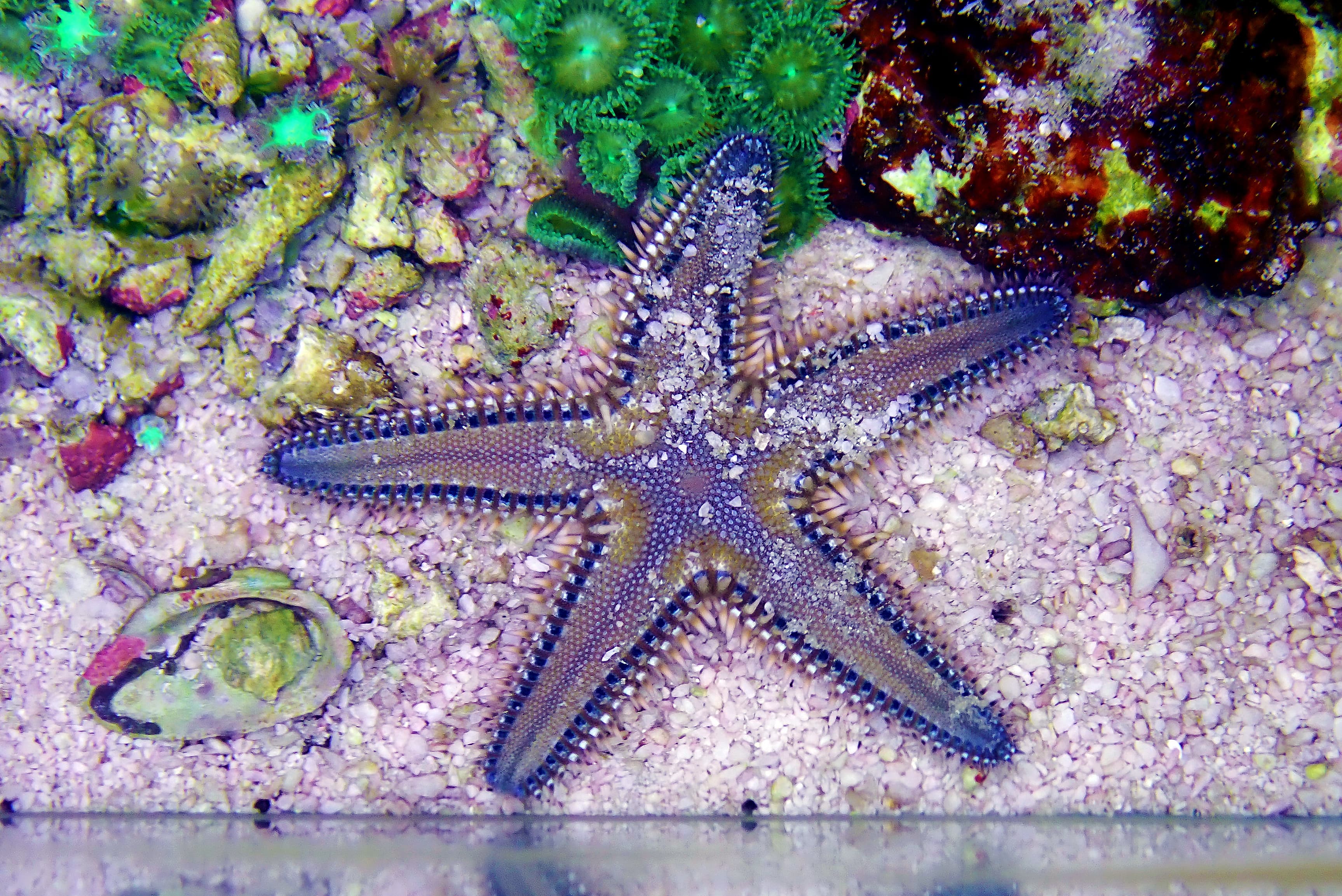 Mediterranean Sea Sand Starfish (Astropecten spinulosus)