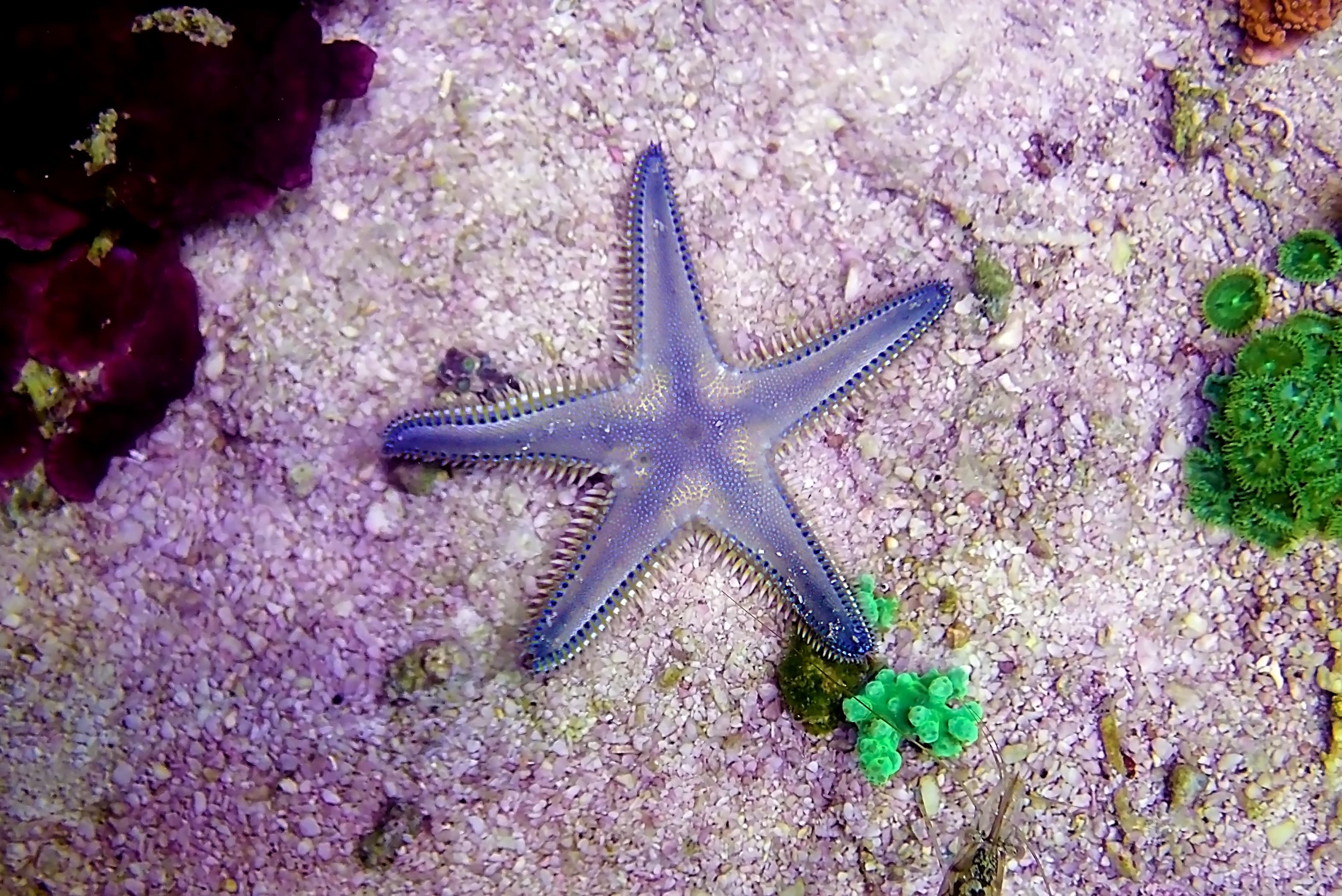 Mediterranean Sea Sand Starfish (Astropecten spinulosus)