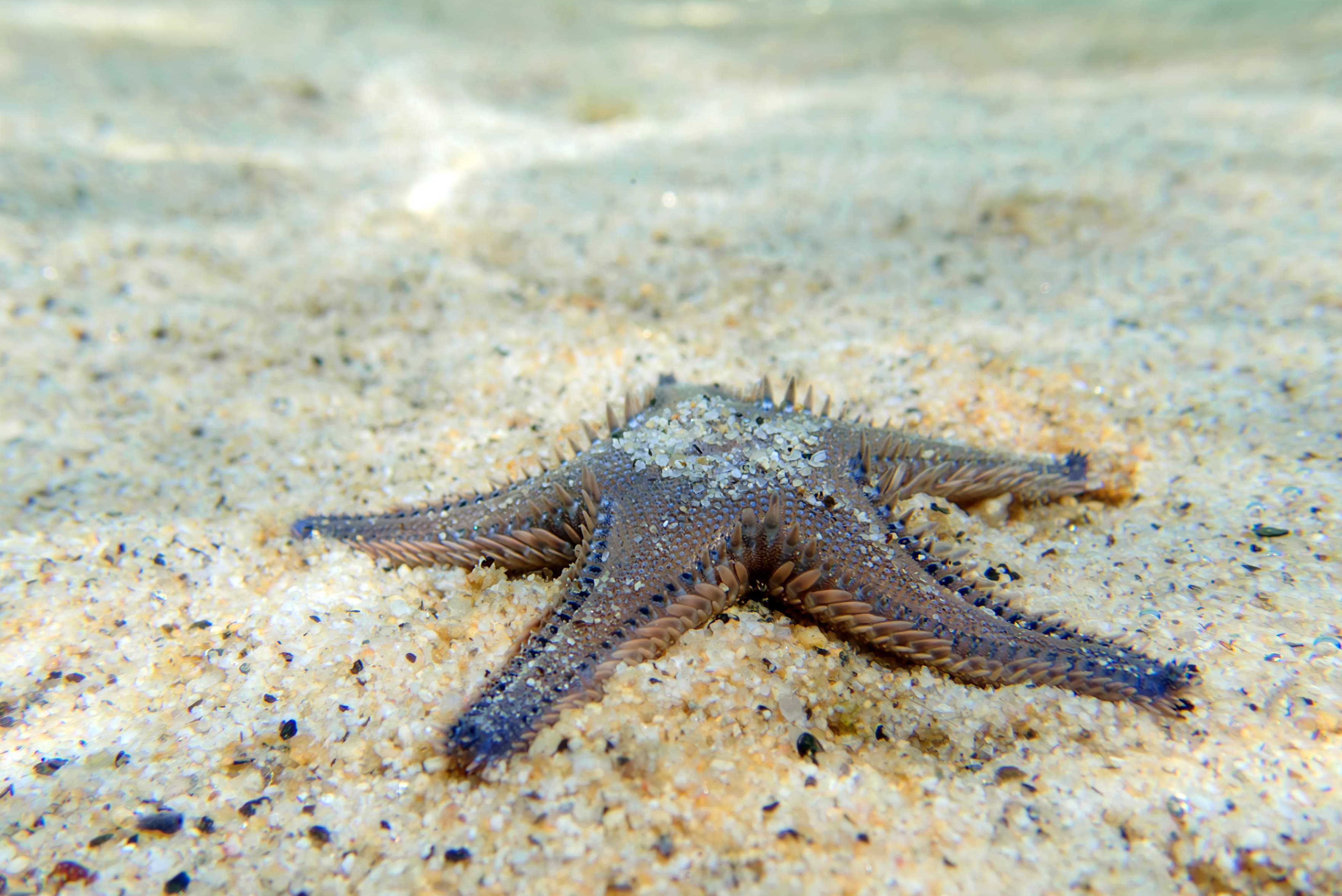 Mediterranean Sand Sea Star (Astropecten spinulosus)