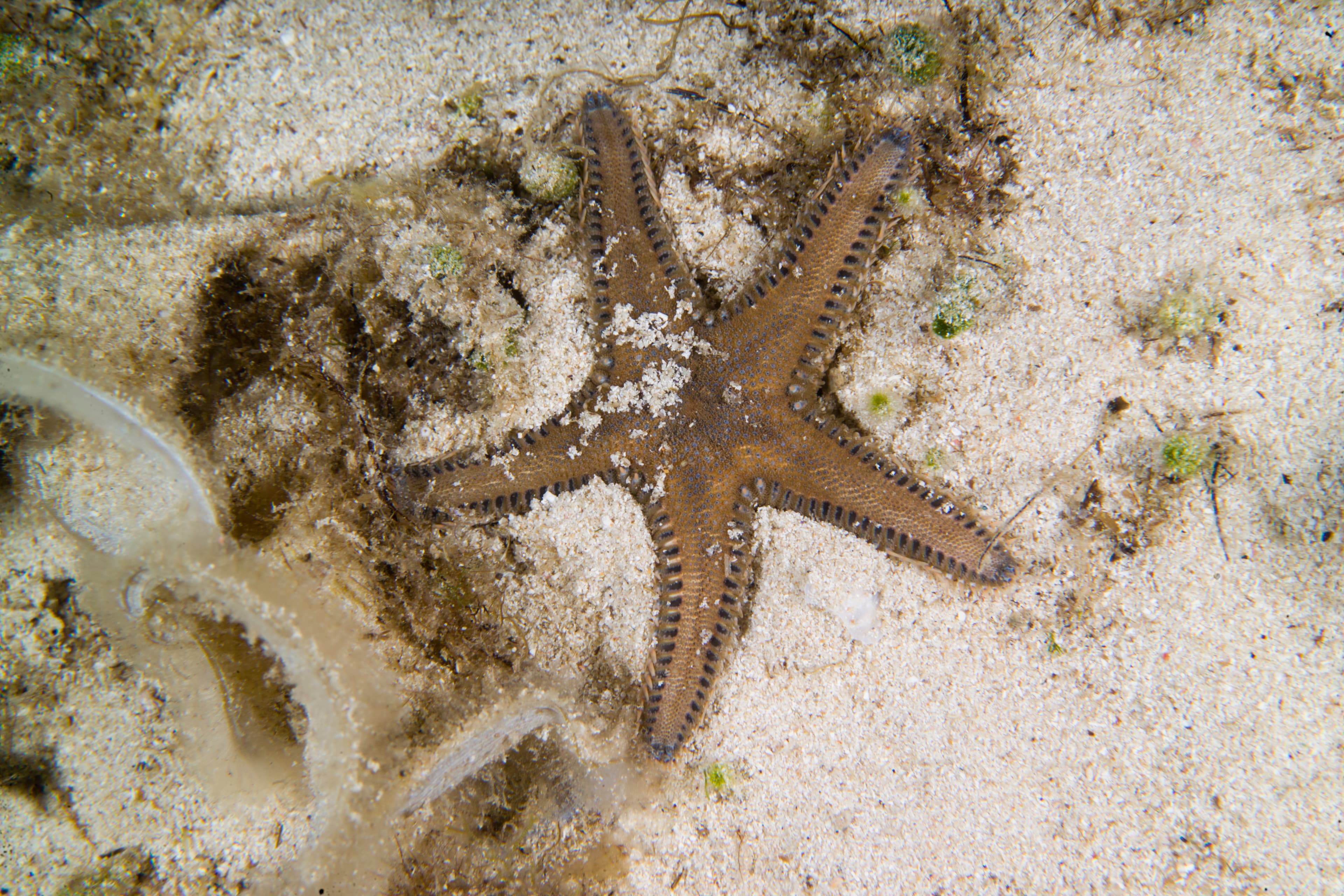 Mediterranean Sea Sand Starfish (Astropecten spinulosus), Mediterranean sea, Alghero, Sardinia, Italy