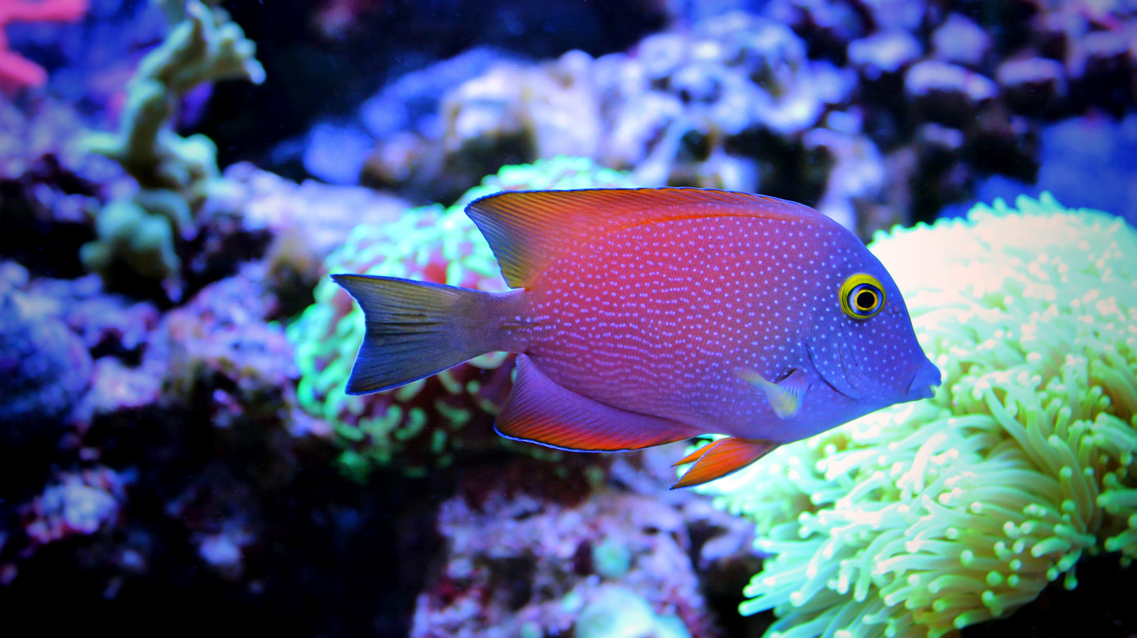 Squaretail Bristletooth (Ctenochaetus truncatus)