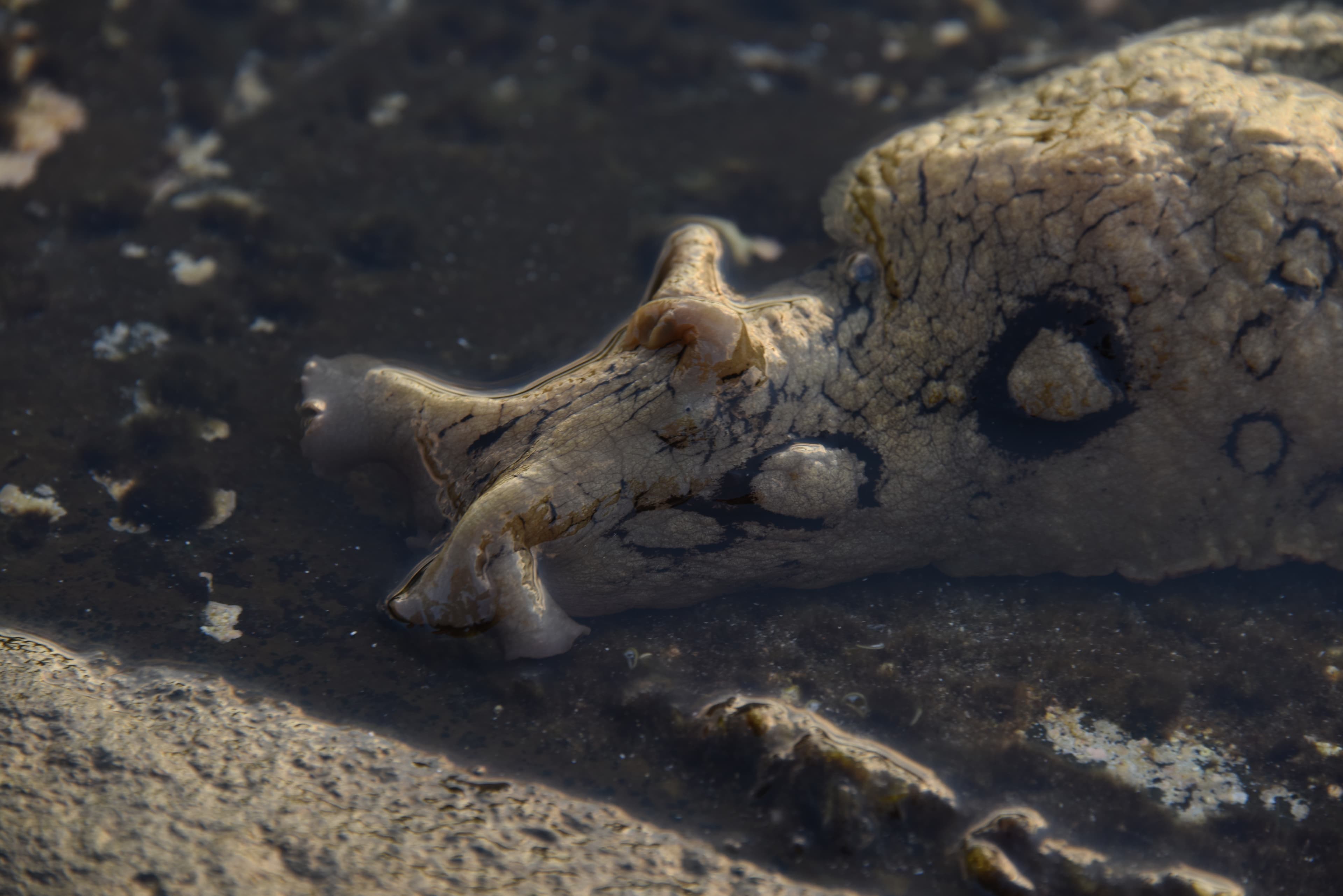 California Sea Hare (Aplysia californica) close up