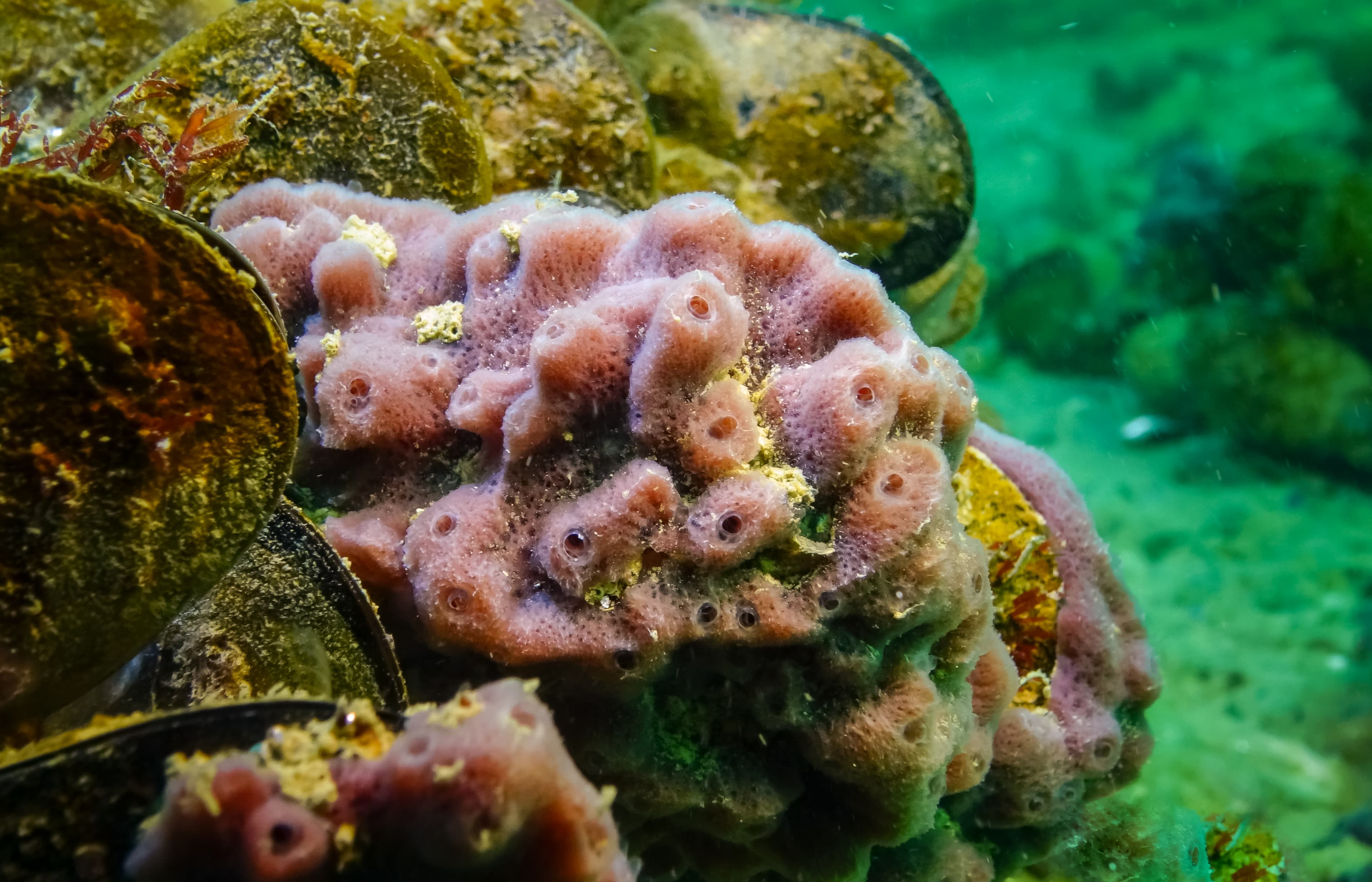 Pink Sponges (Halichondria sp.), Black Sea