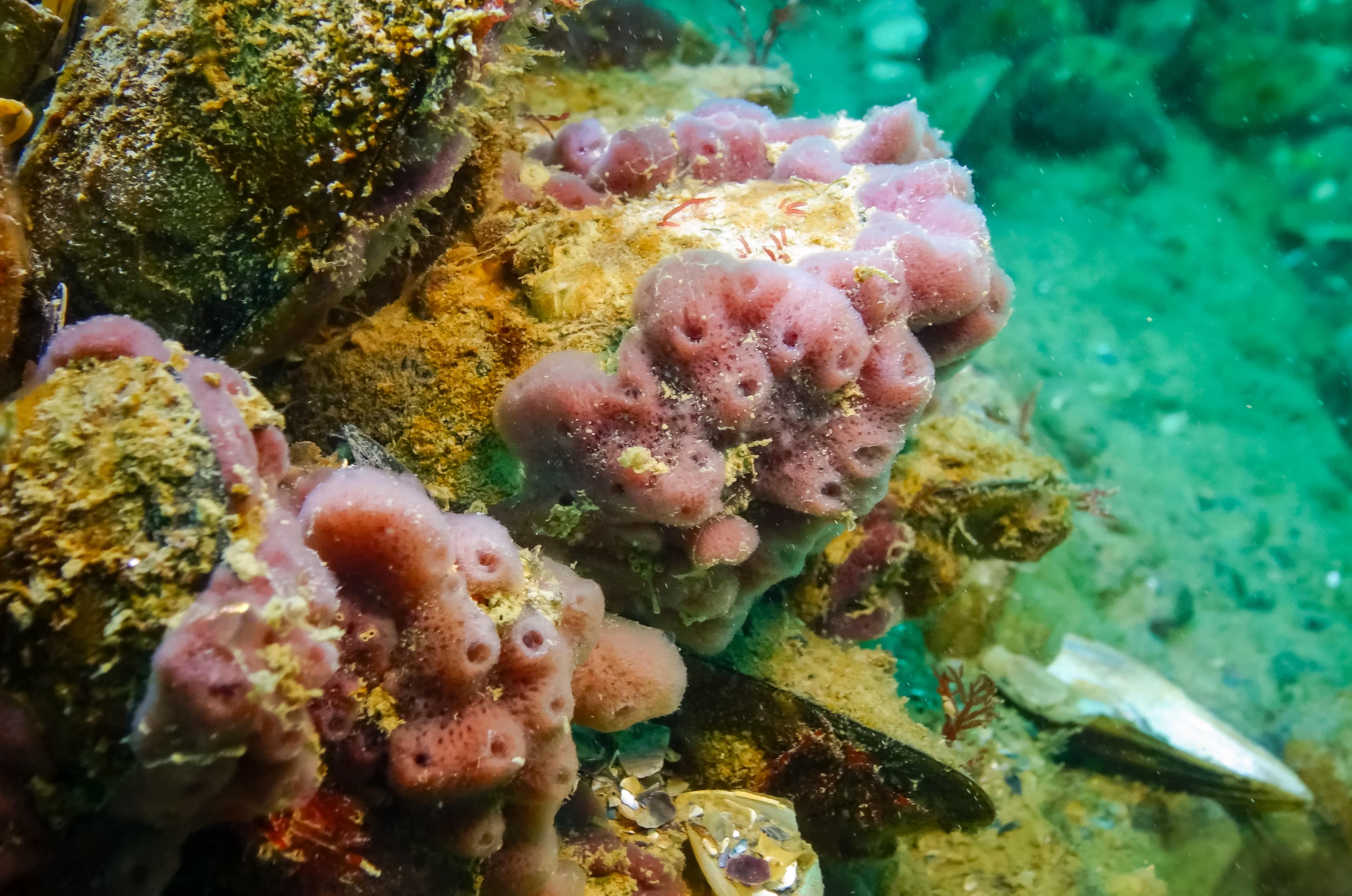 Pink Sponges (Halichondria sp.), Black Sea