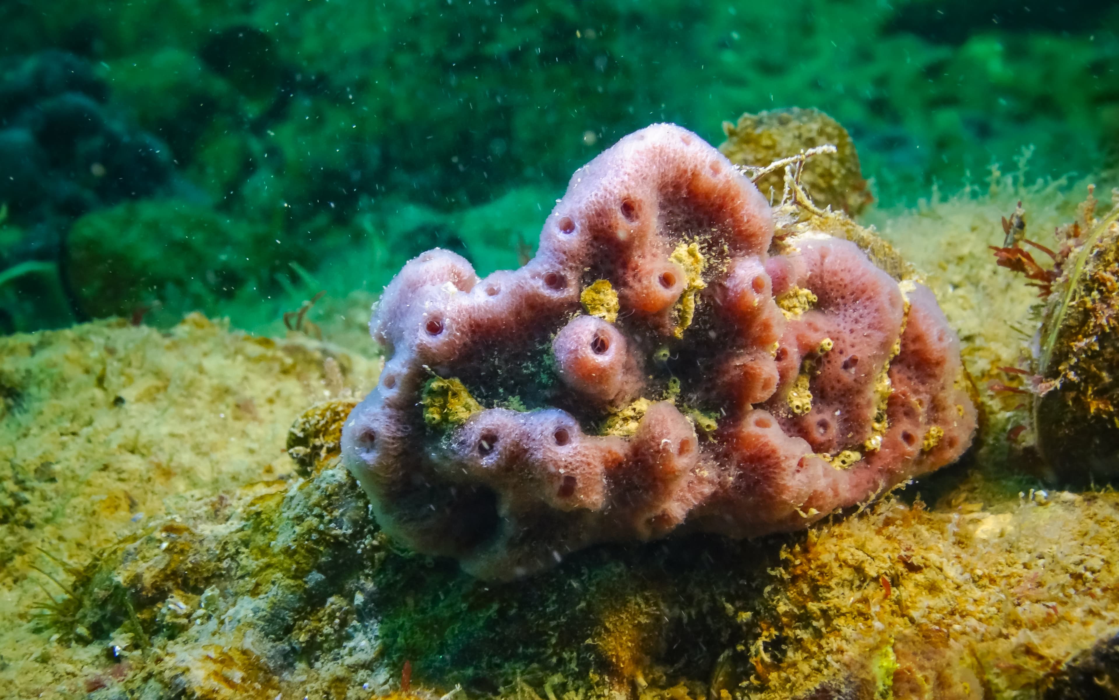 Pink Sponges (Halichondria sp.), Black Sea