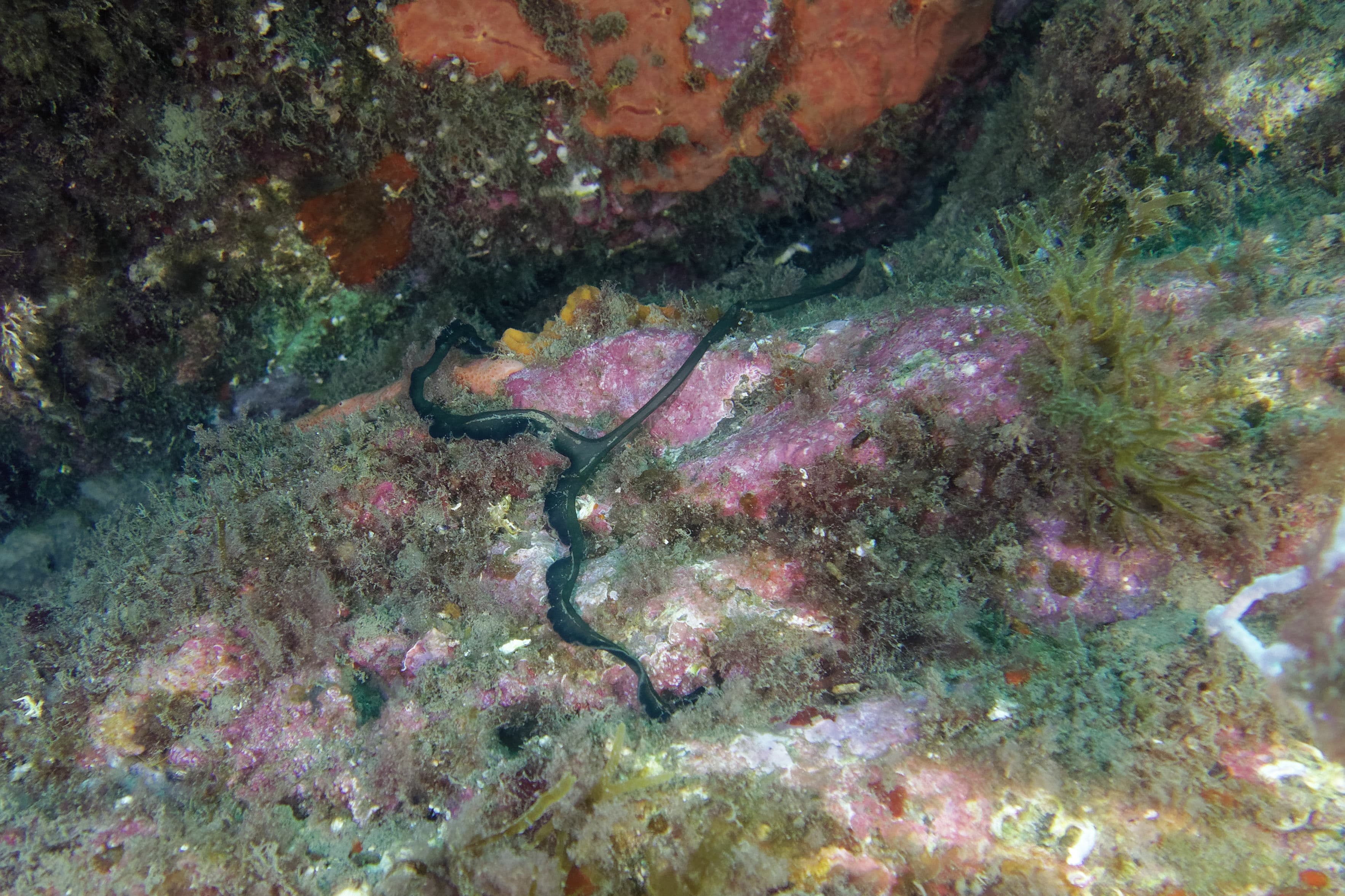 Green Spoon Worm (Bonellia viridis), Mediterranean Sea