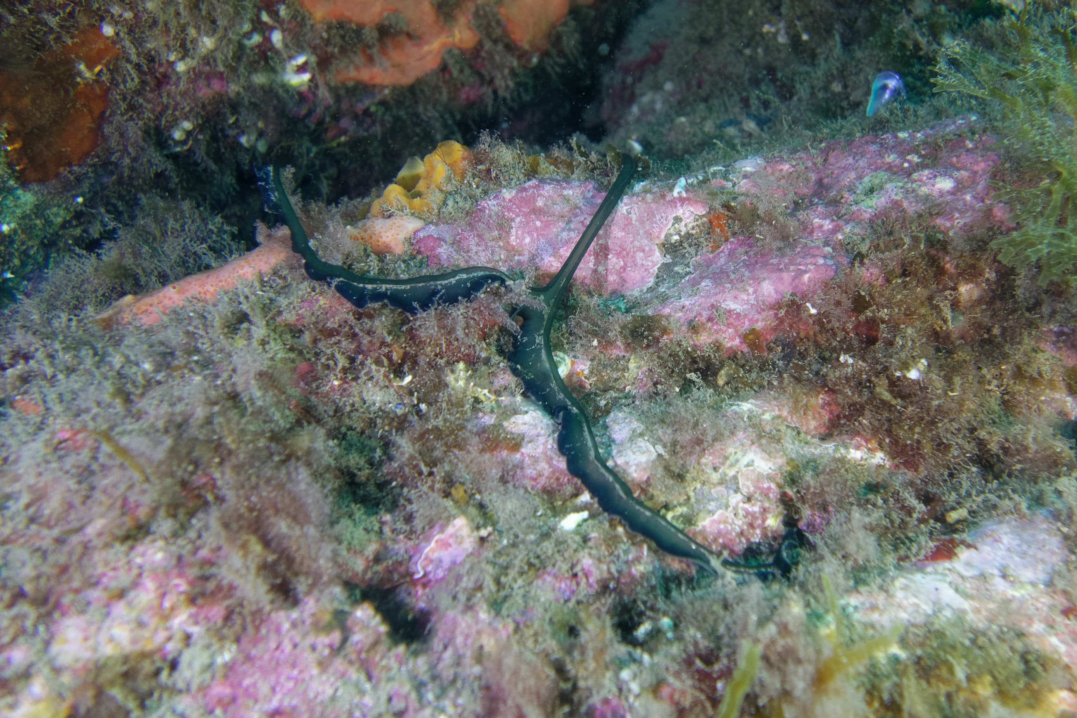 Green Spoon Worm (Bonellia viridis), Mediterranean Sea