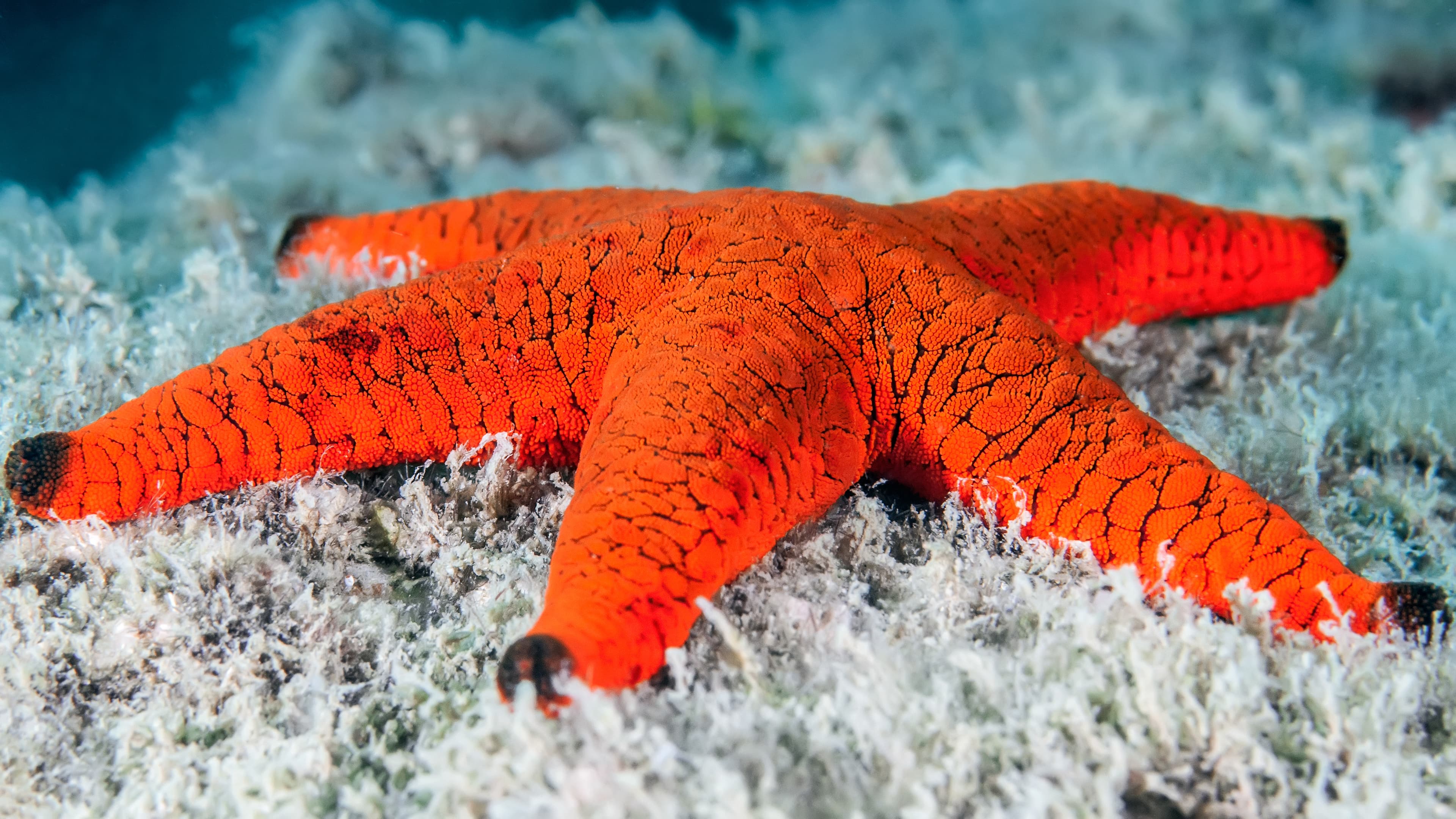 Indian Sea Star (Fromia indica)