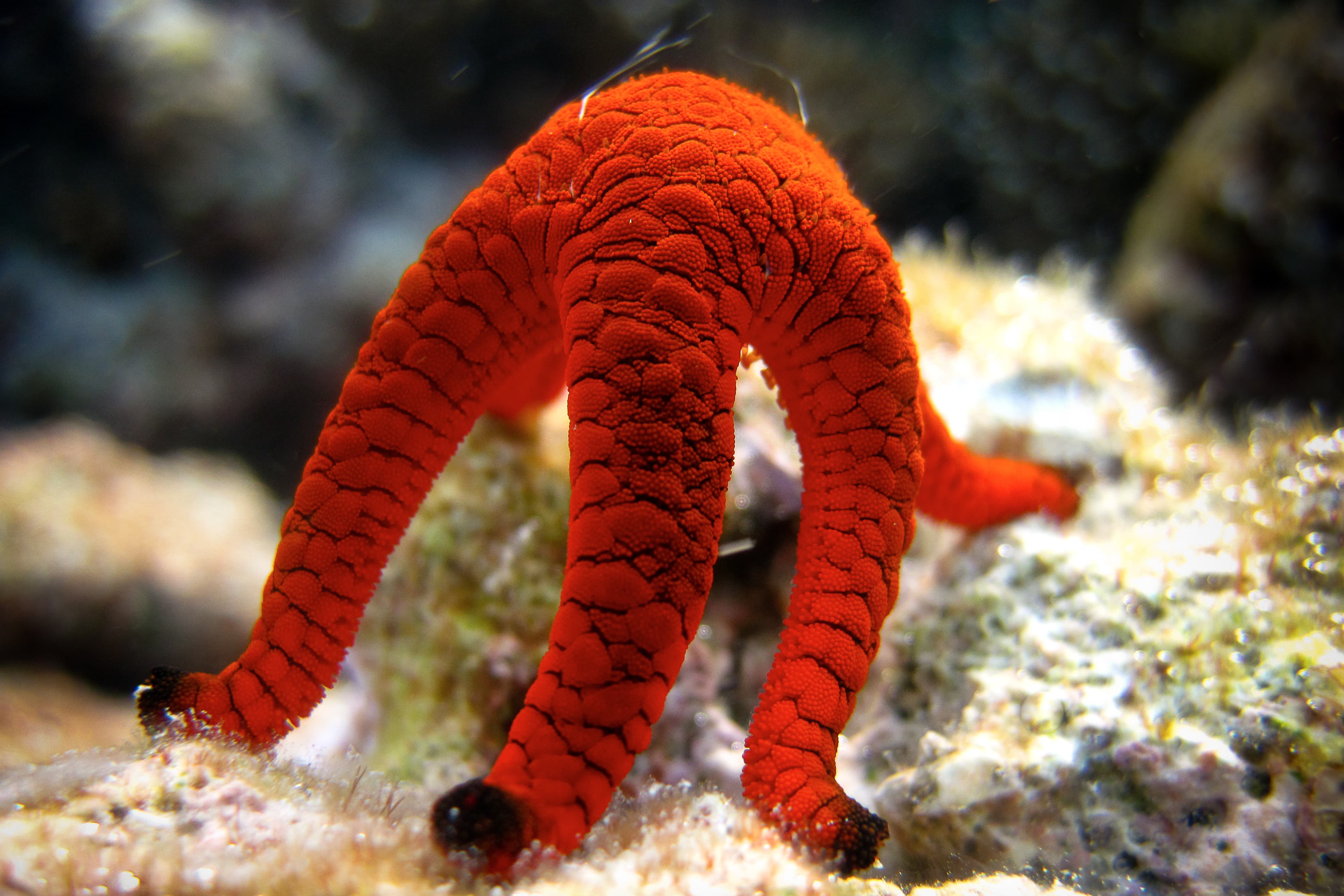 Indian Sea Star (Fromia indica) spawning in Maldives