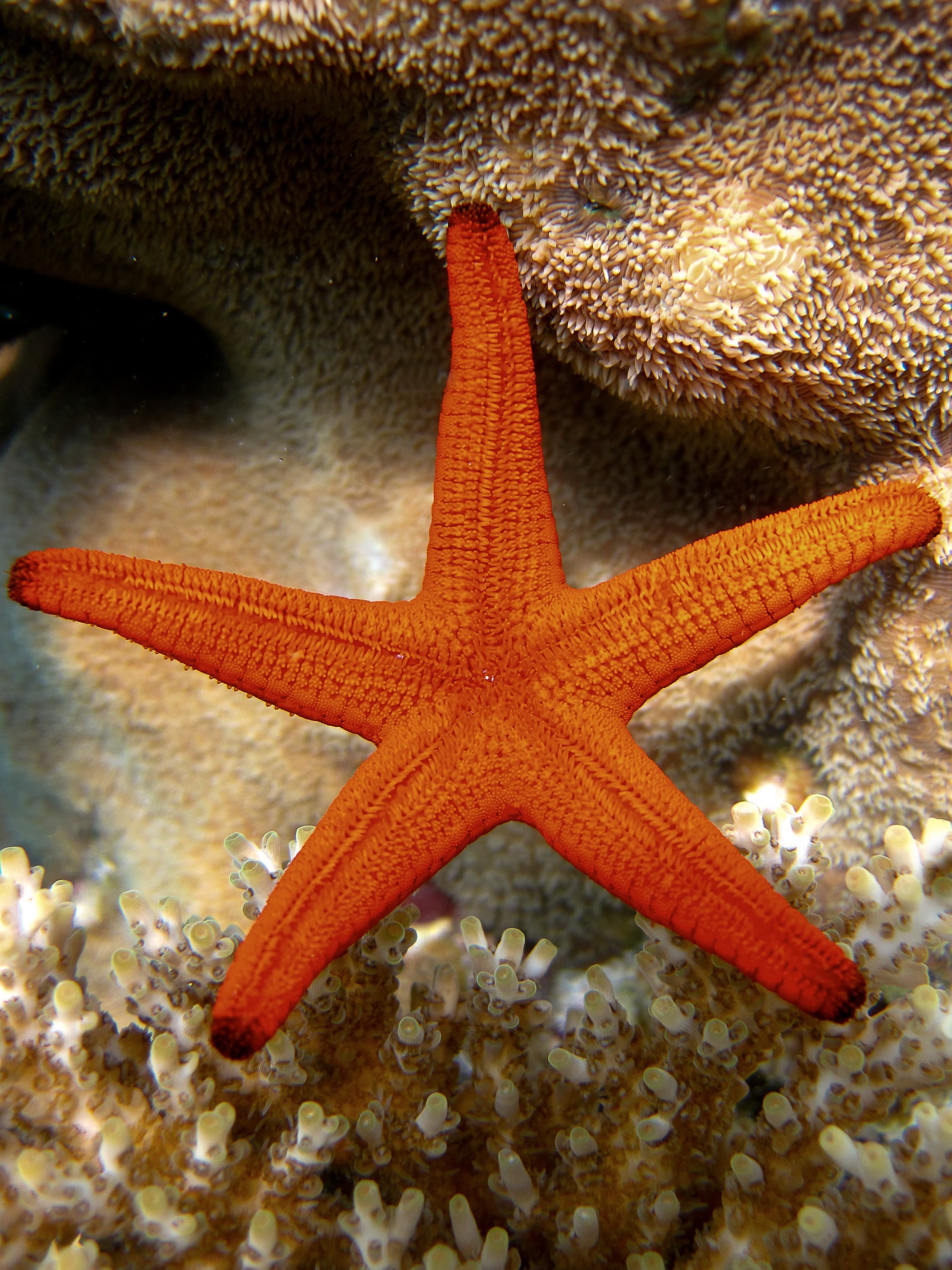 Indian Sea Star (Fromia indica) oral surface