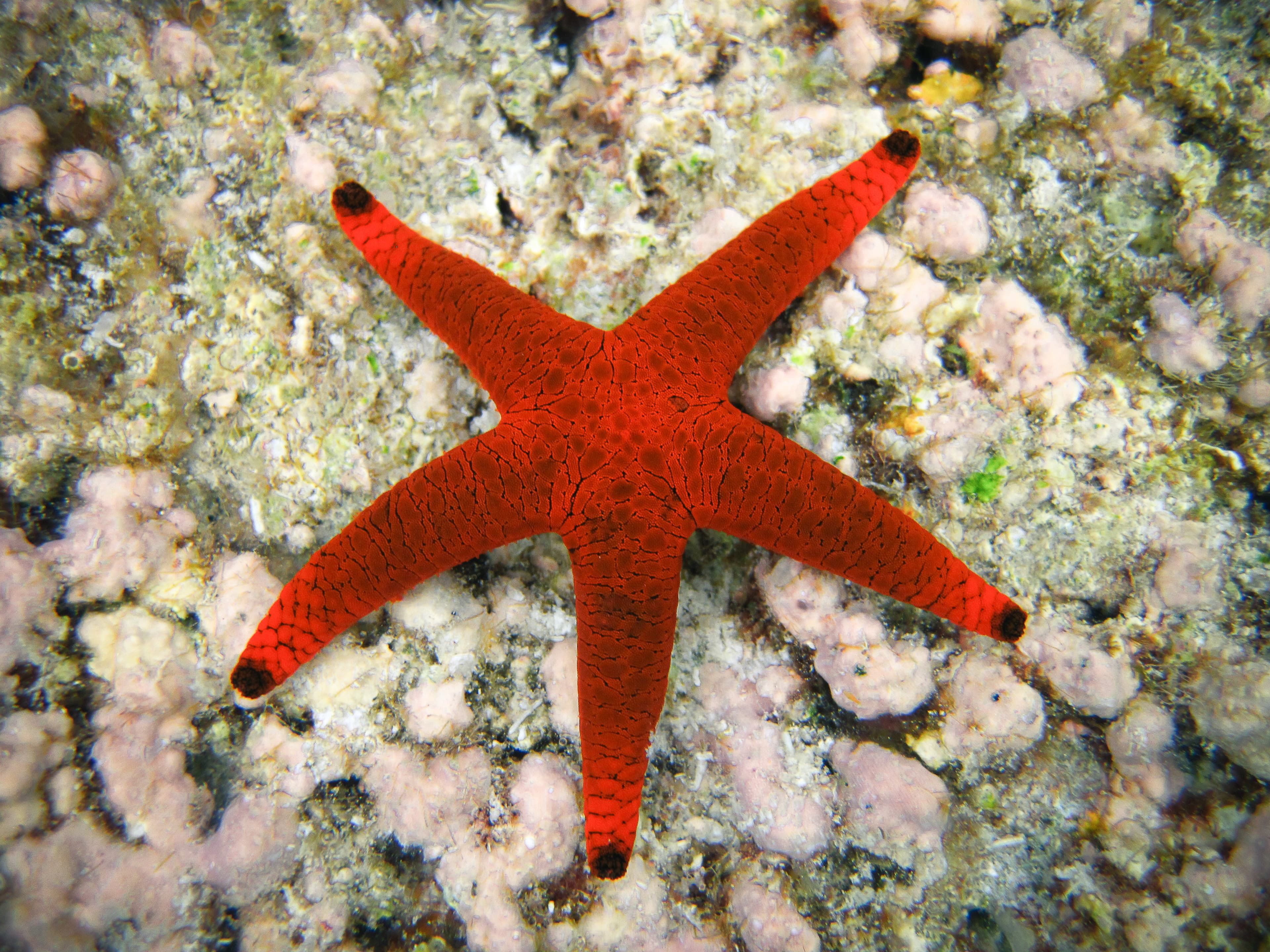 Indian Sea Star (Fromia indica)