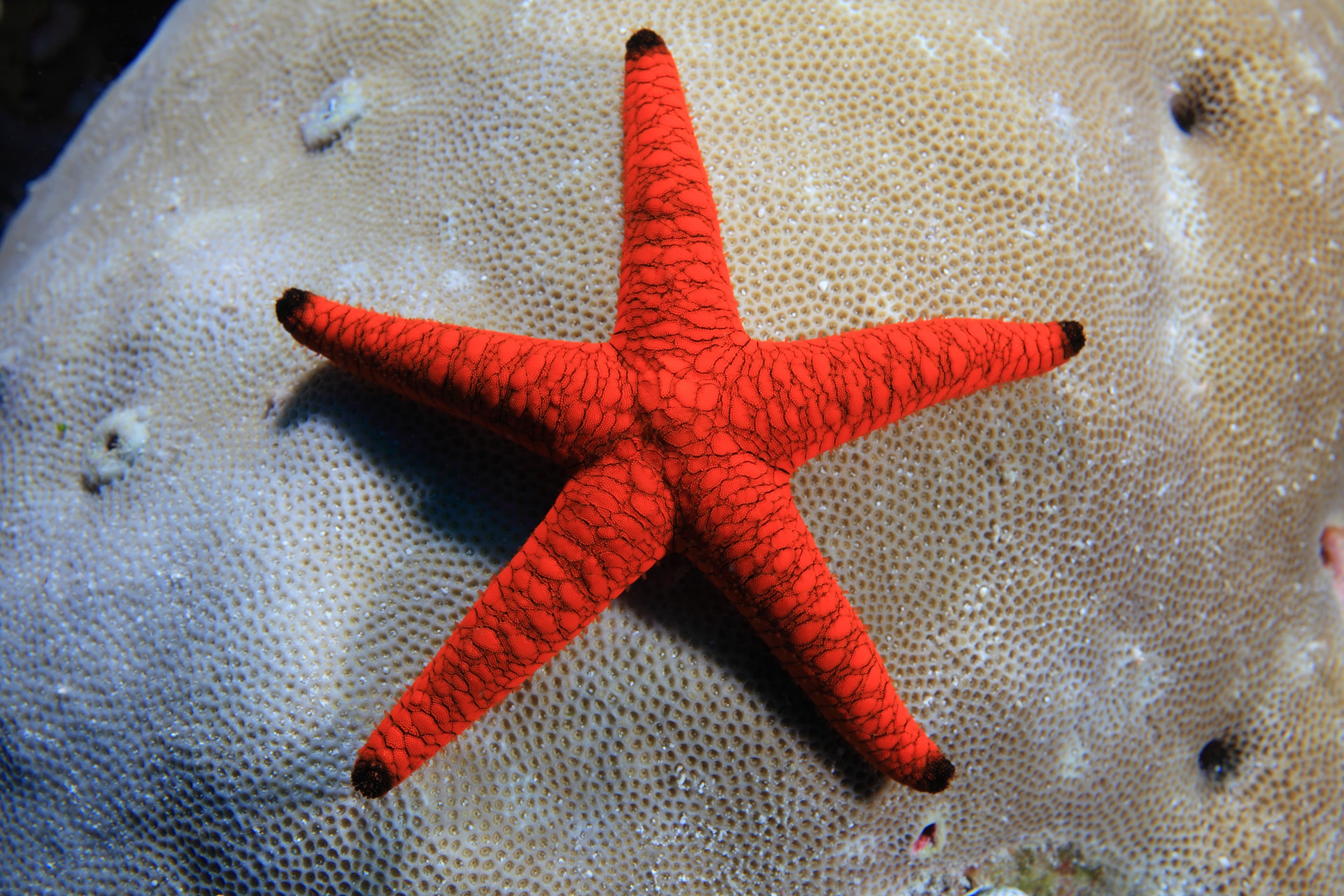 Indian Sea Star (Fromia indica) on stony coral