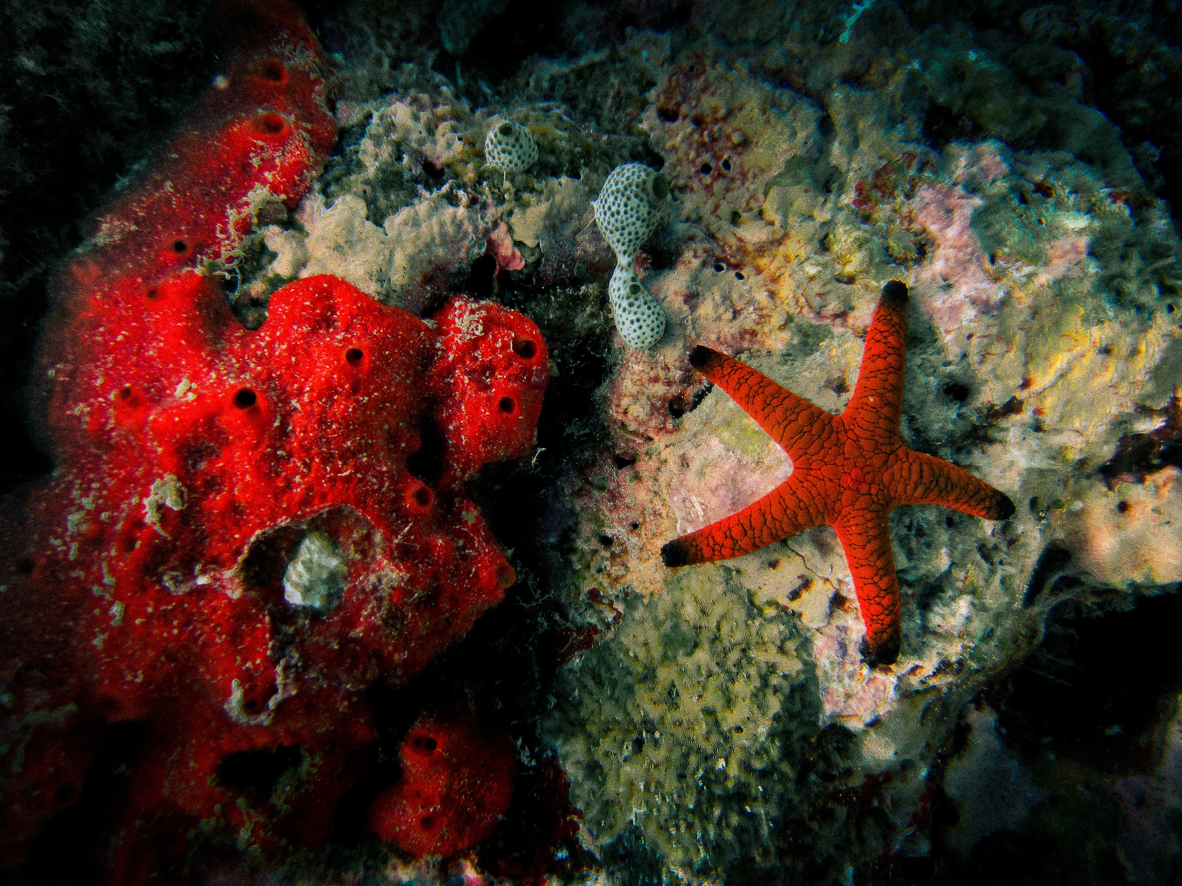 Indian Sea Star (Fromia indica) close to a red sea sponge