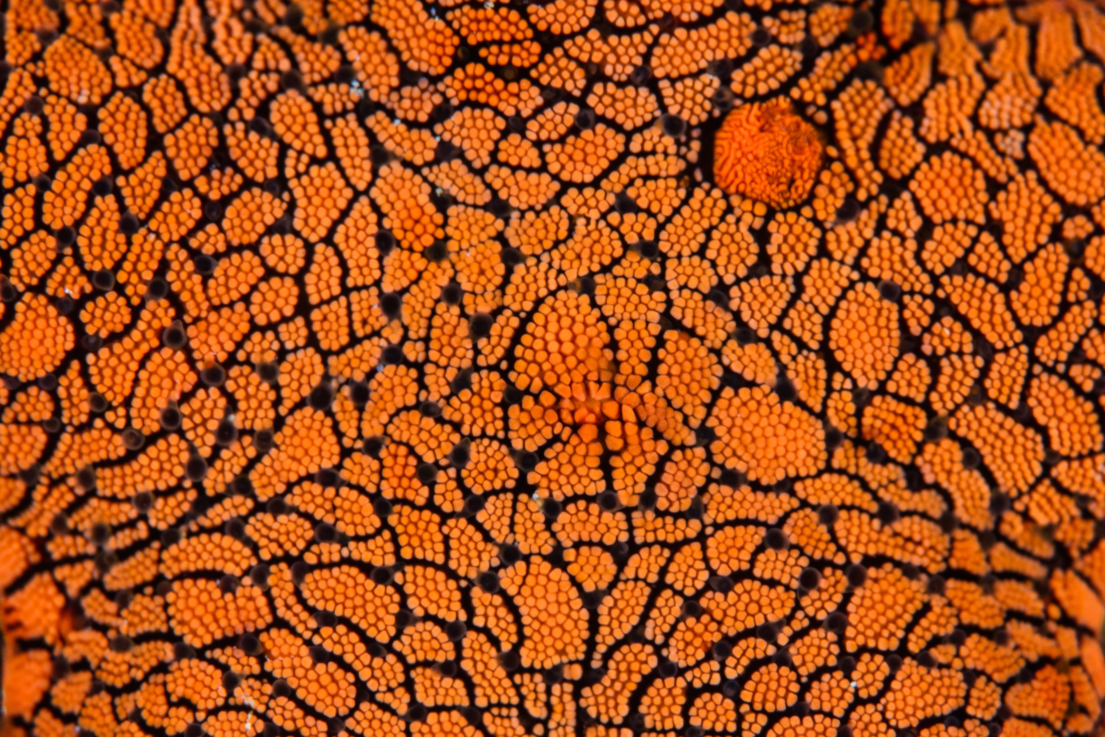 Details of an Indian Sea Star (Fromia indica) in Indonesia