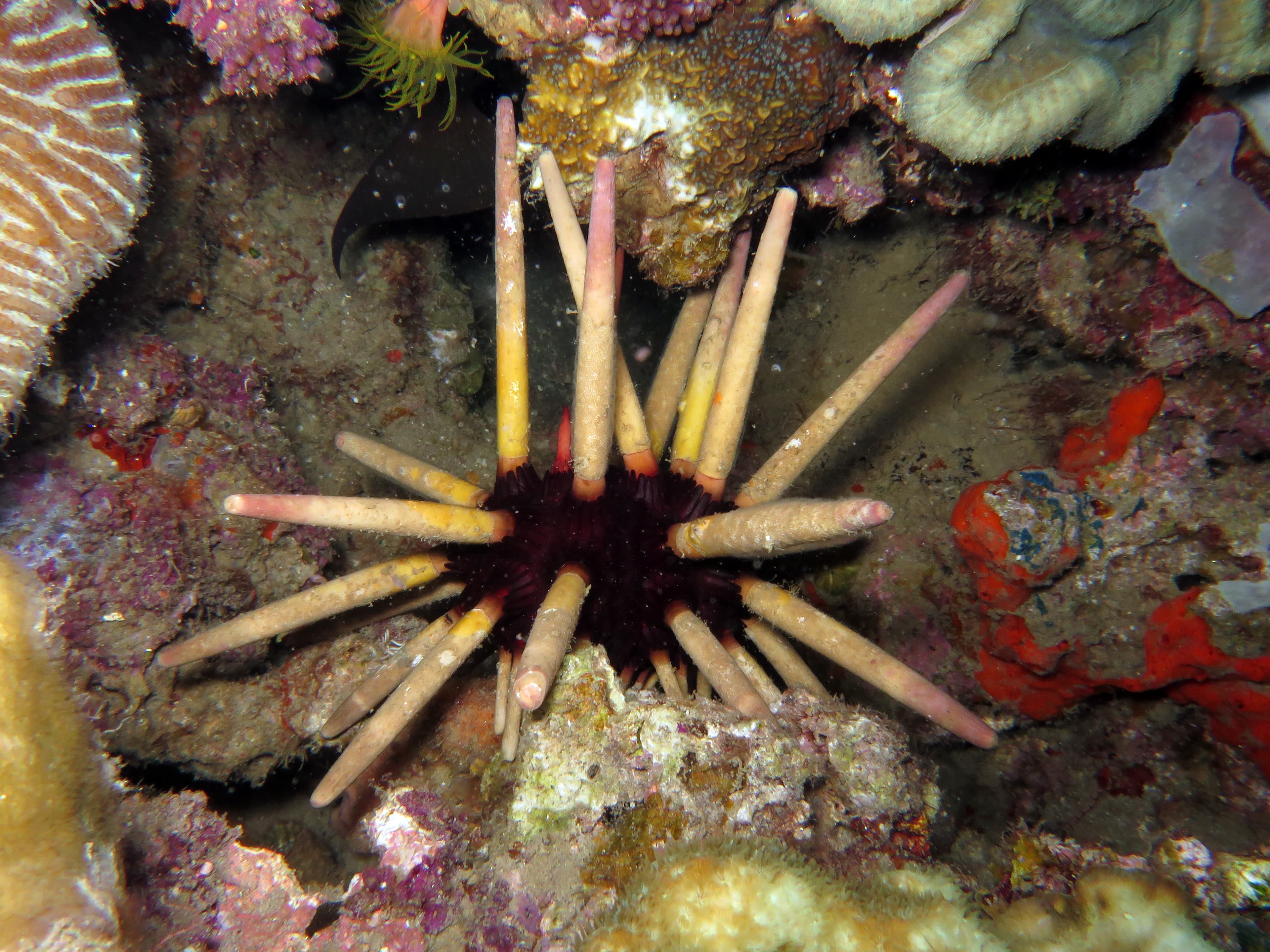 Imperial Sea Urchin (Phyllacanthus imperialis)