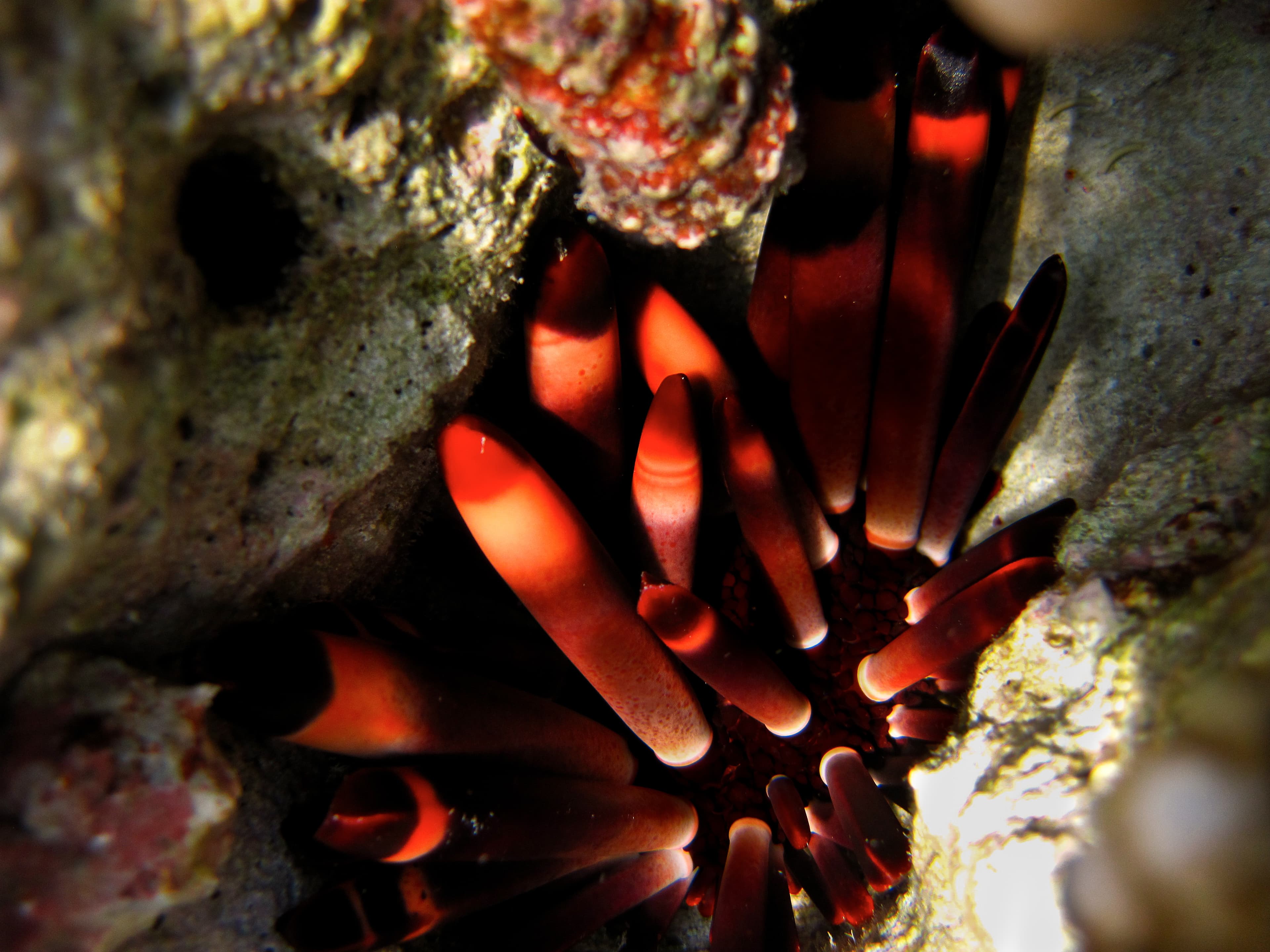 Imperial Sea Urchin (Phyllacanthus imperialis)