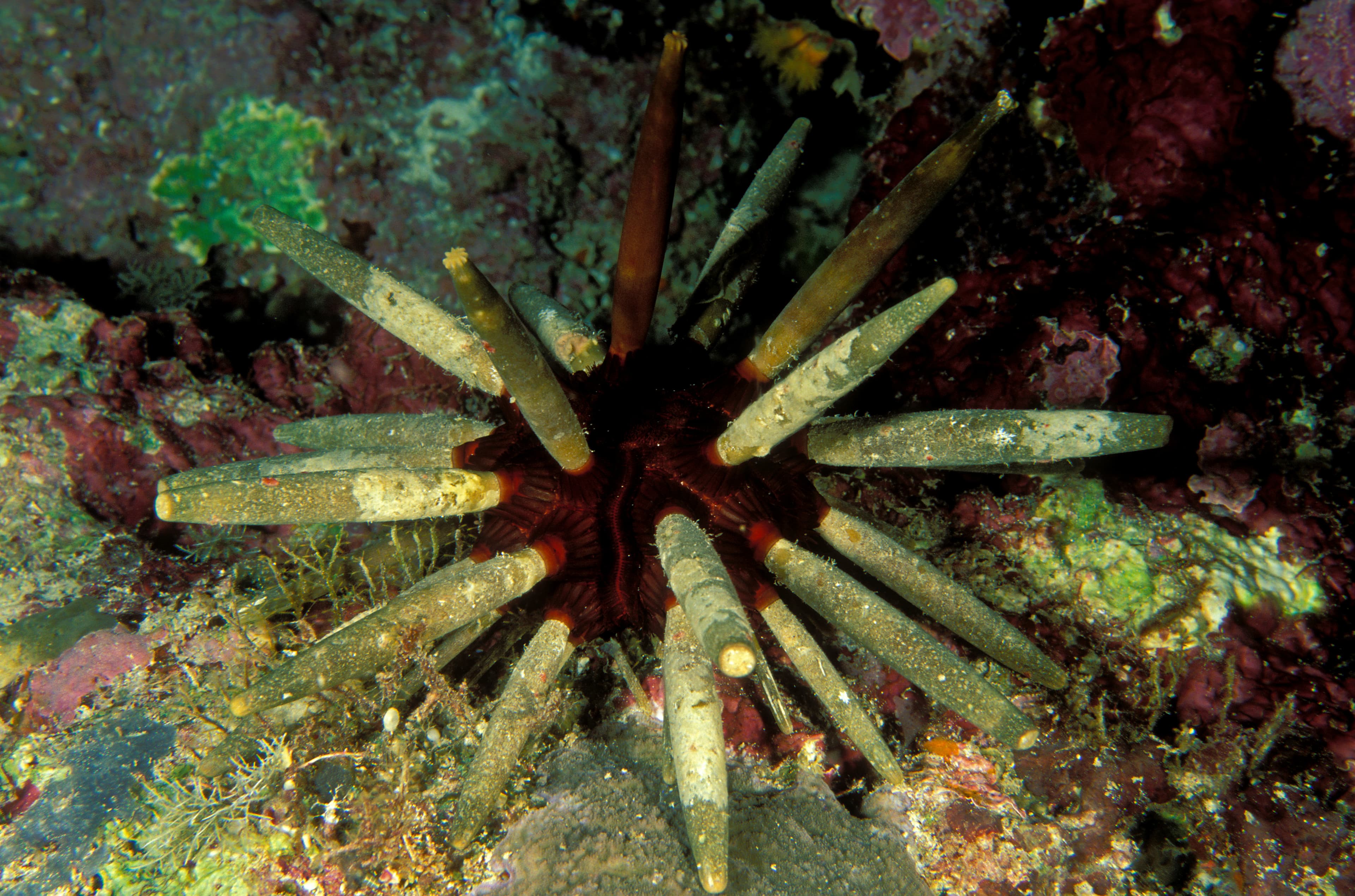 Imperial Sea Urchin (Phyllacanthus imperialis), Sulawesi Indonesia