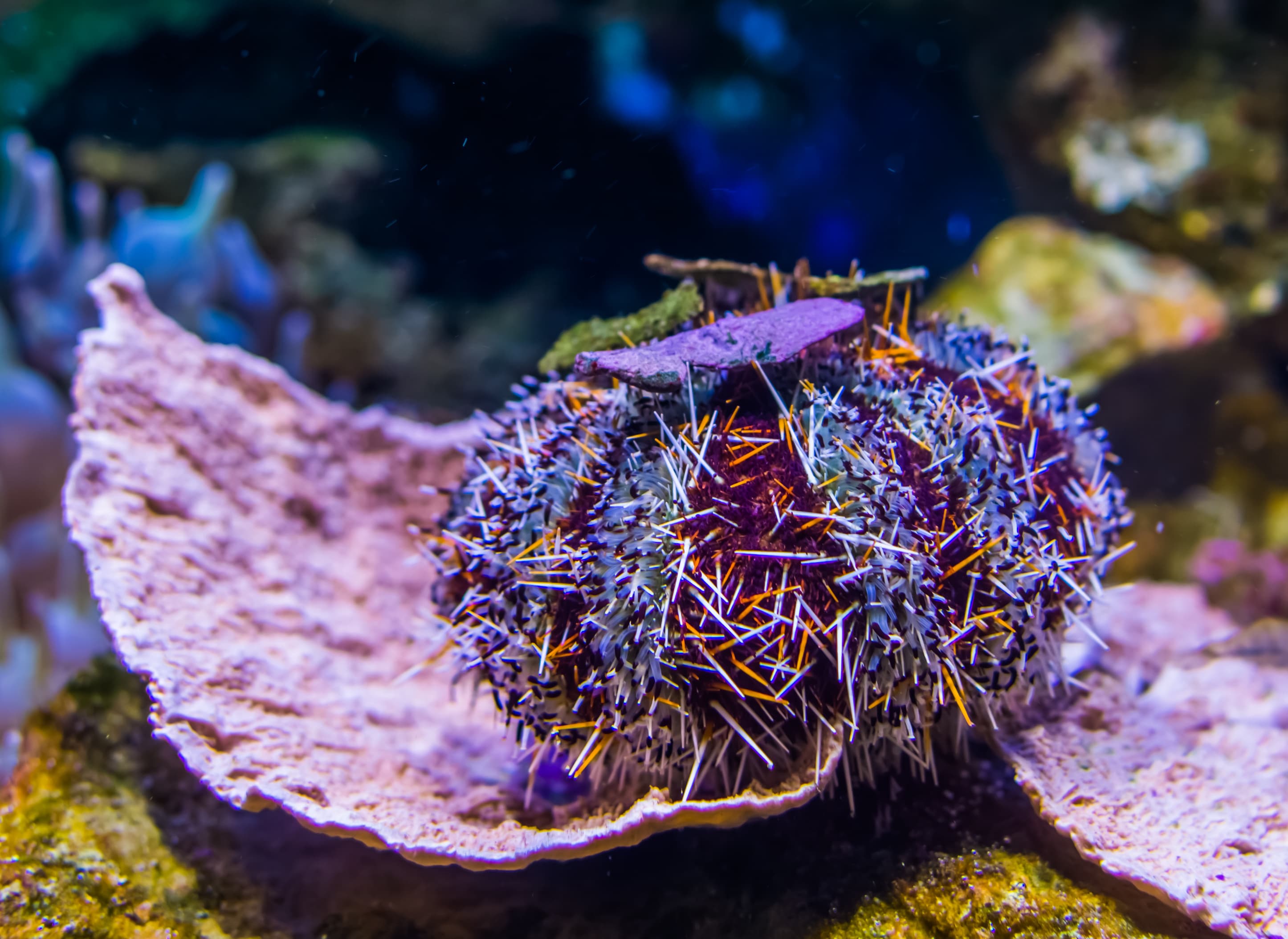 Collector Urchin (Tripneustes gratilla)