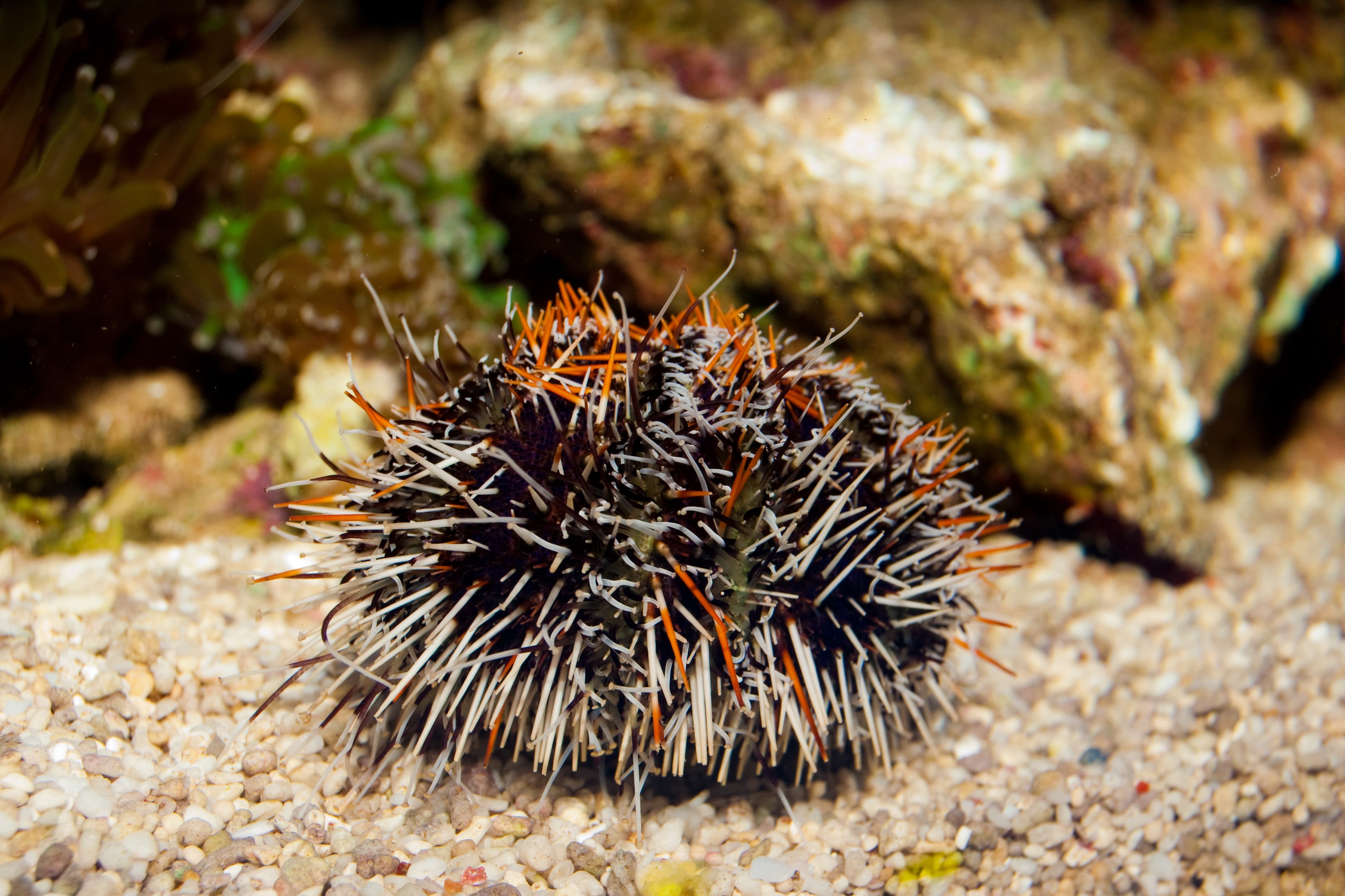 Collector Urchin (Tripneustes gratilla)