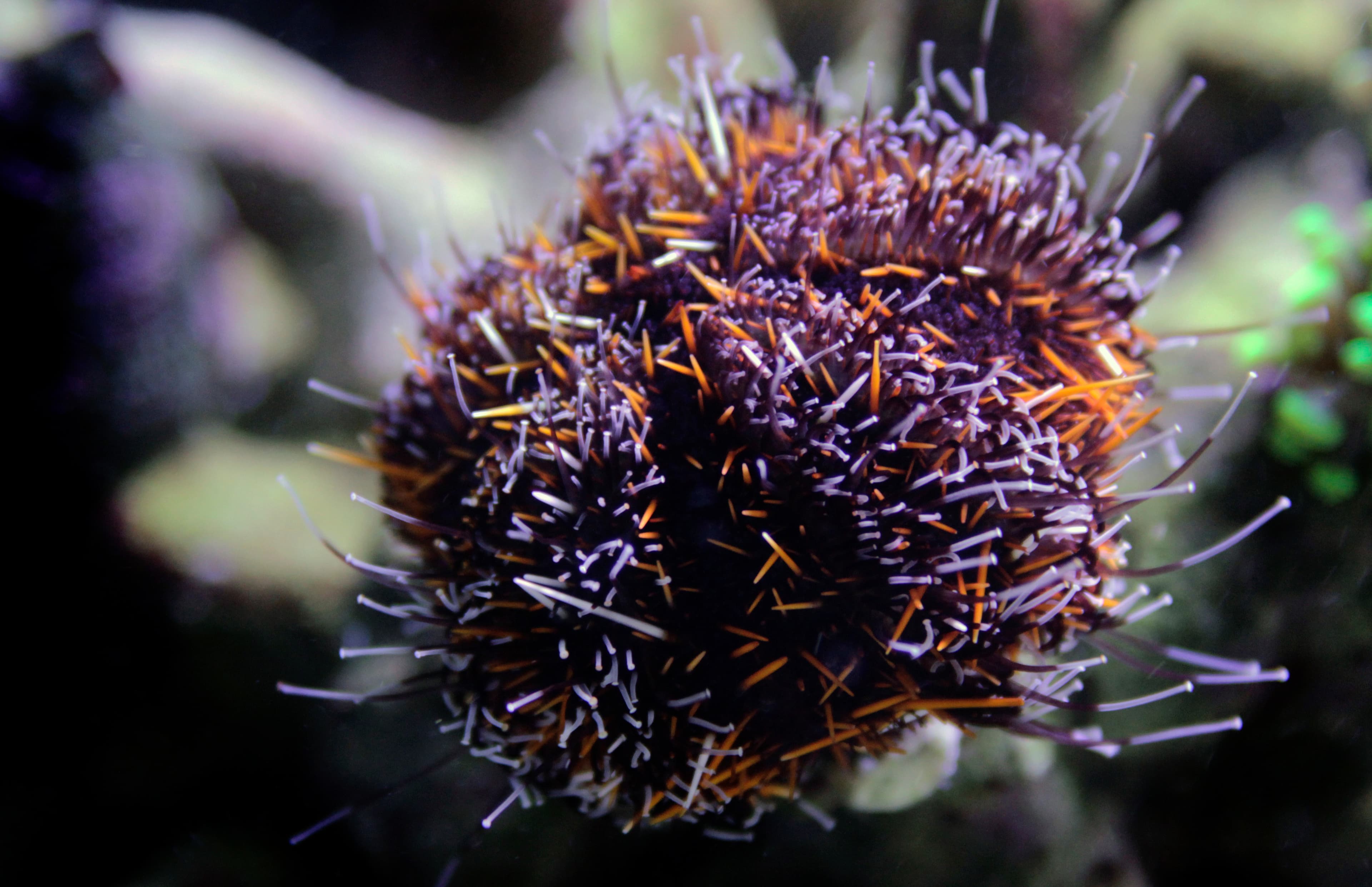 Collector Urchin (Tripneustes gratilla)