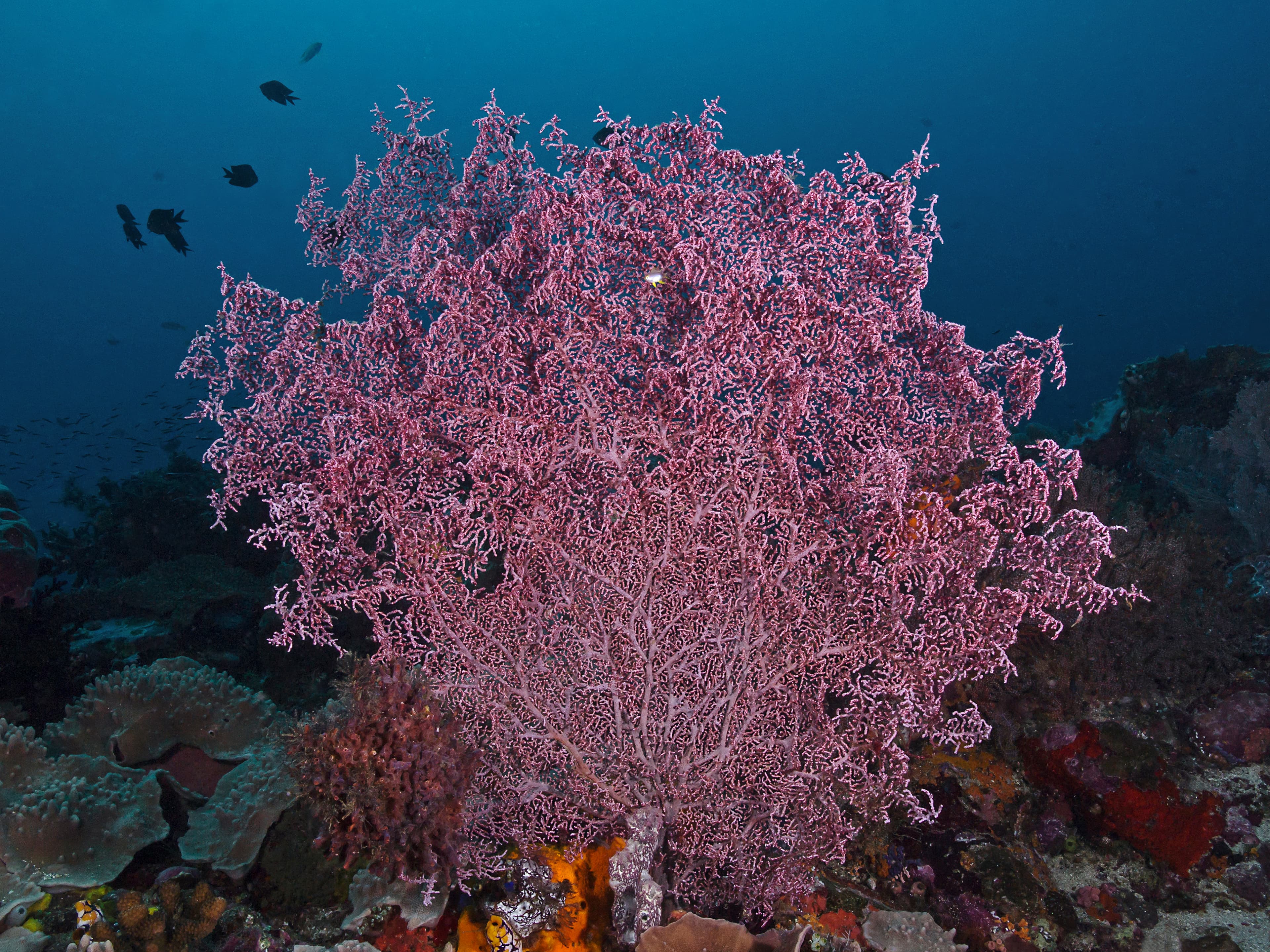 Muricella Sea Fan (Muricella plectana)