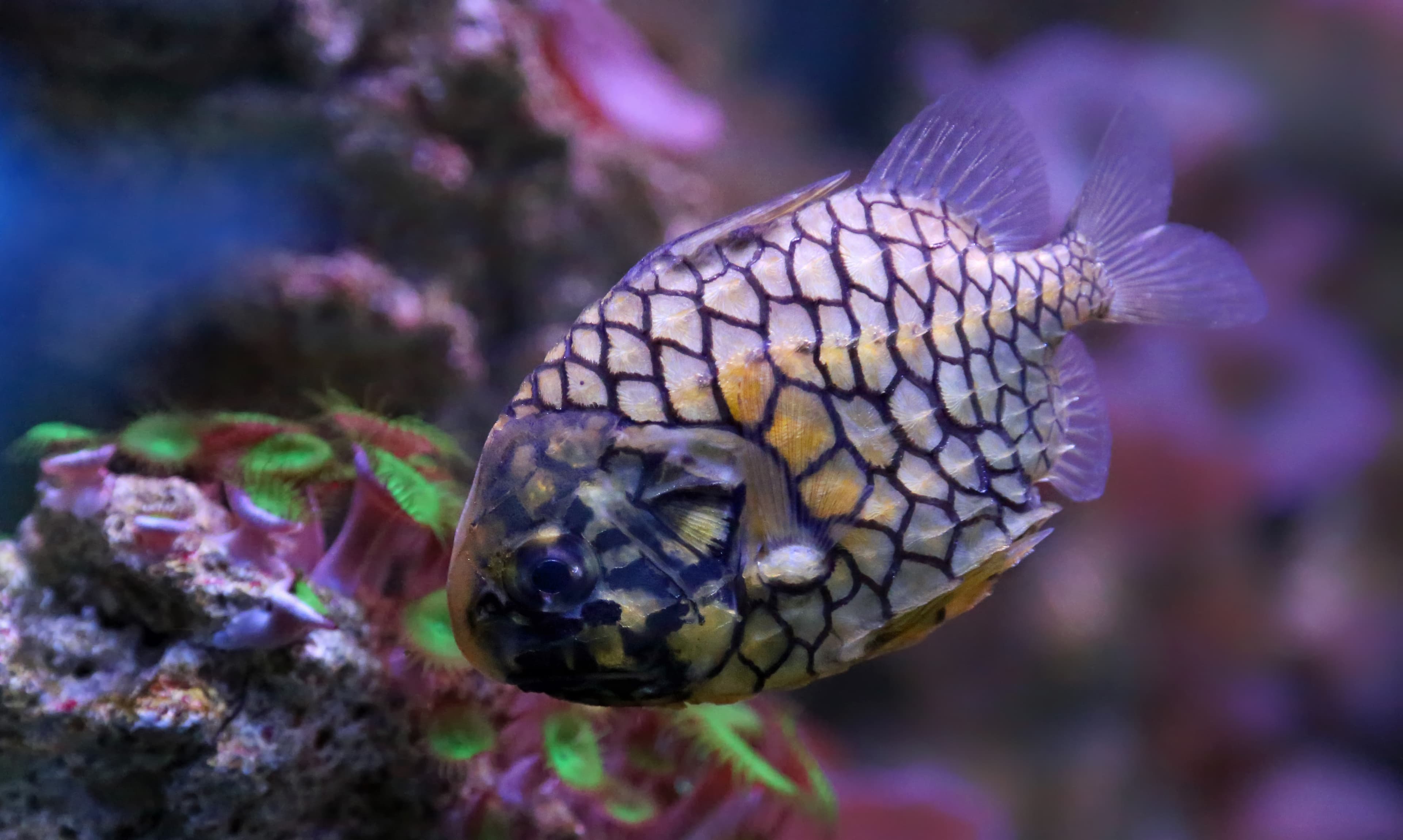 Japanese Pinecone Fish (Monocentris japonica)