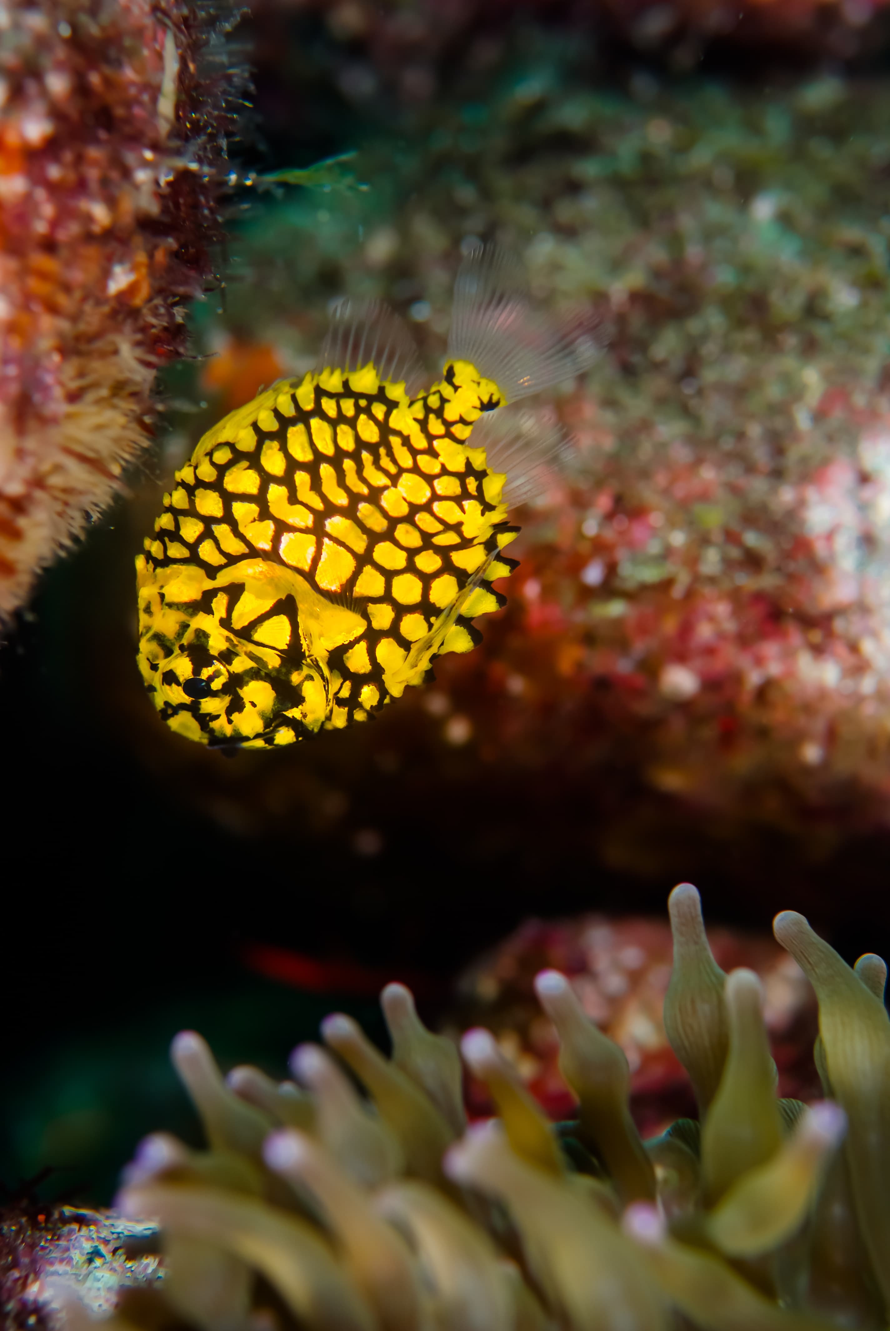 Japanese Pinecone Fish (Monocentris japonica)