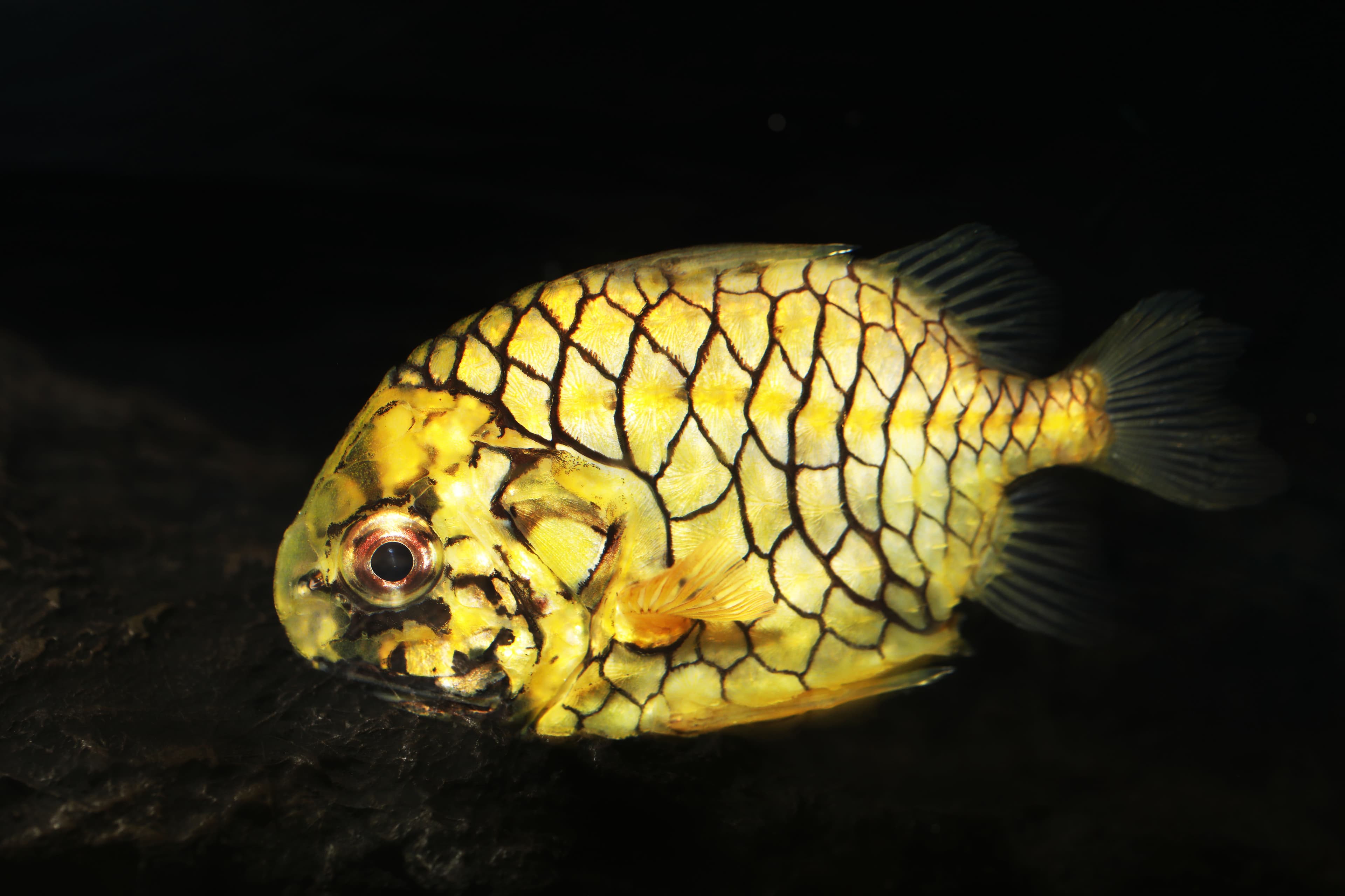 Japanese Pinecone Fish (Monocentris japonica)