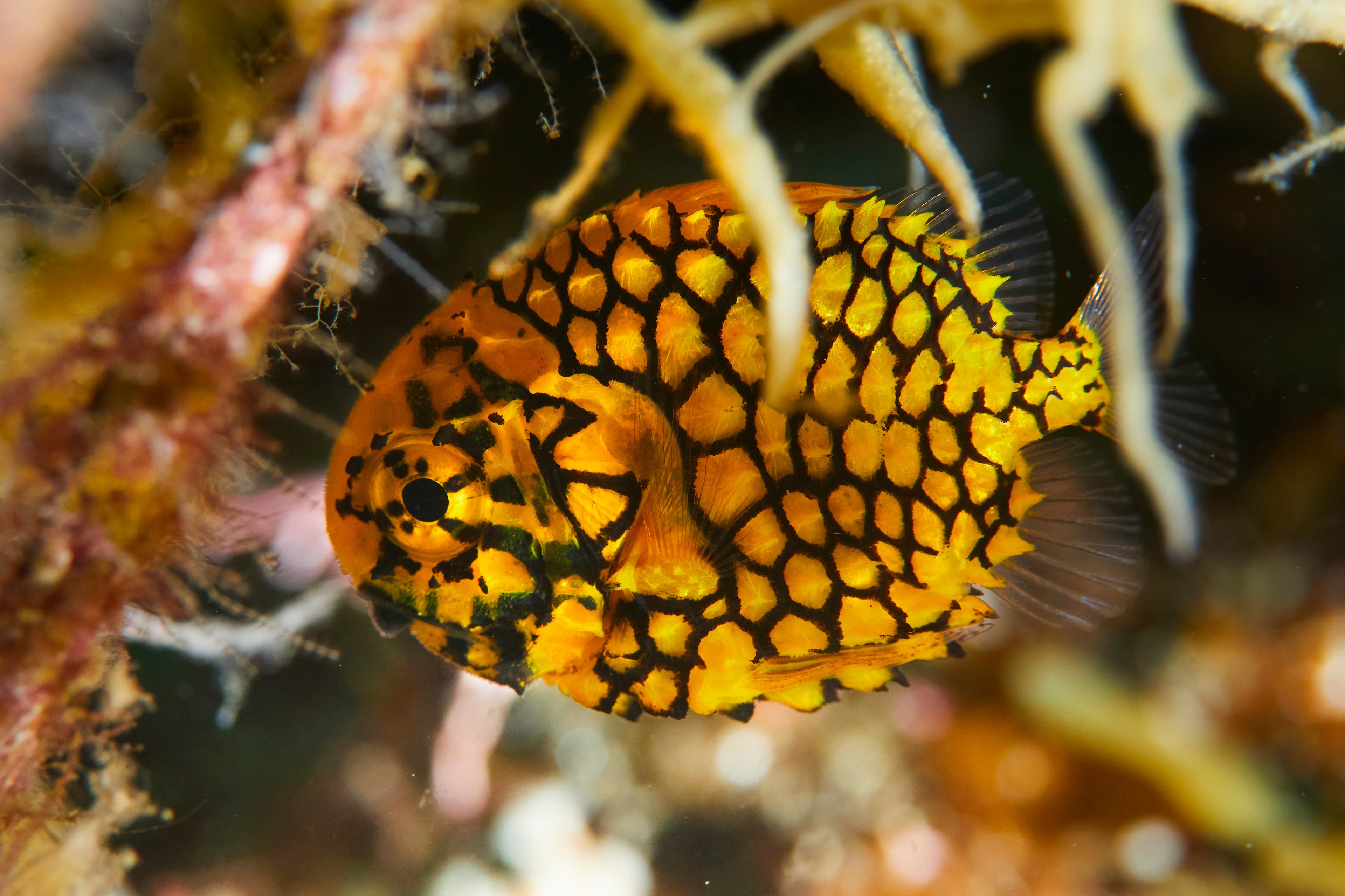 Japanese Pinecone Fish (Monocentris japonica)