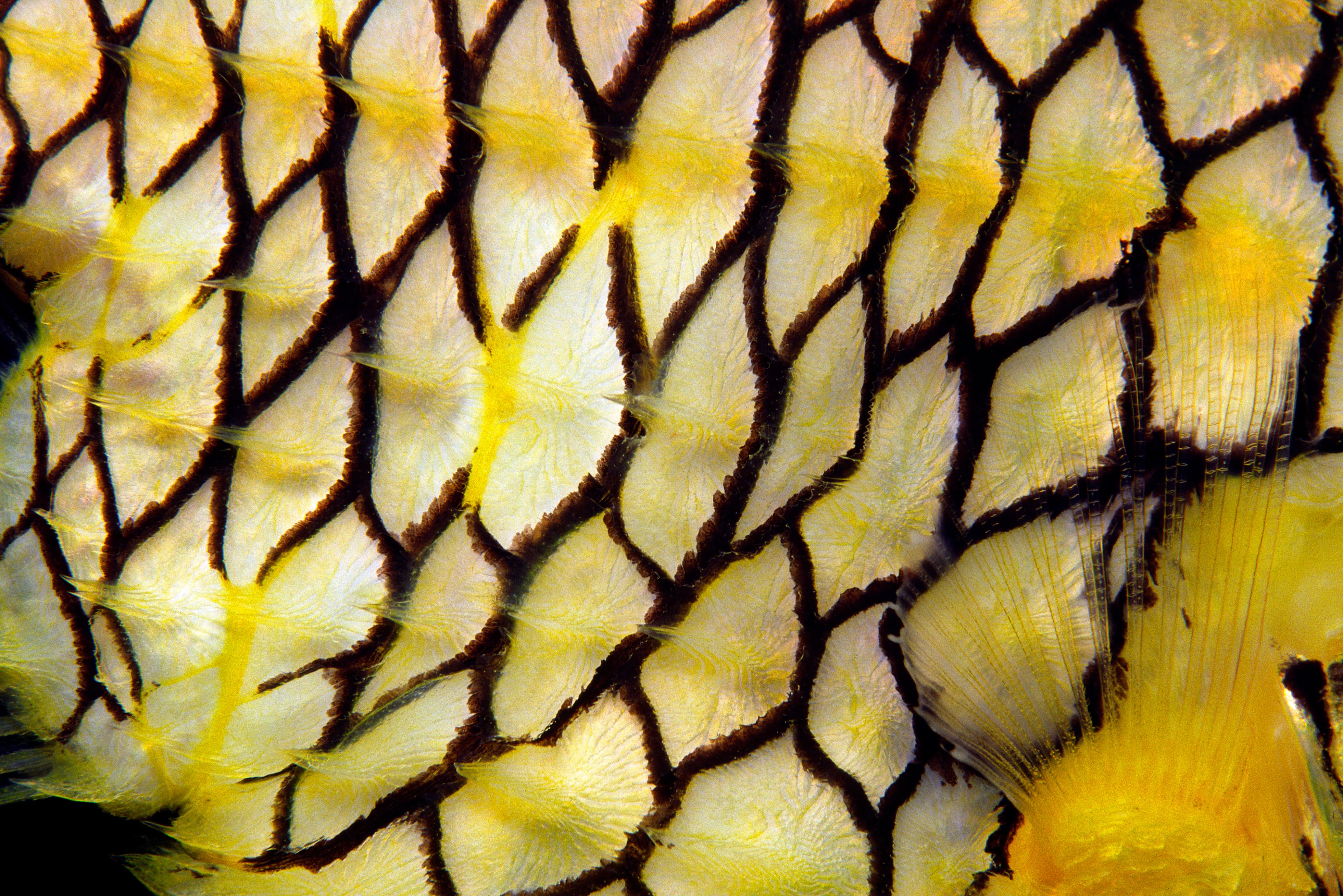 Japanese Pinecone Fish (Monocentris japonica) close up of scales and pattern