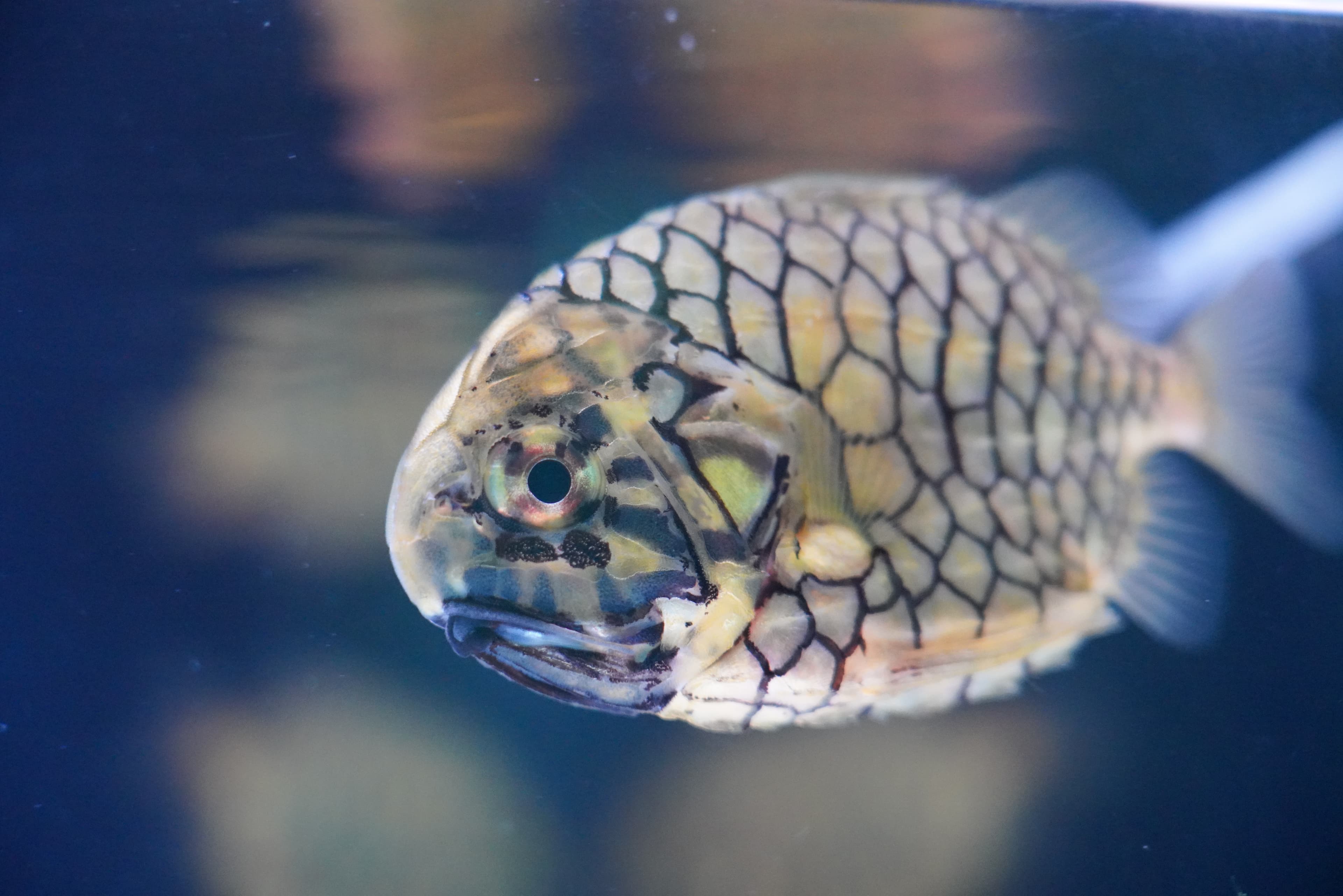 Japanese Pinecone Fish (Monocentris japonica)