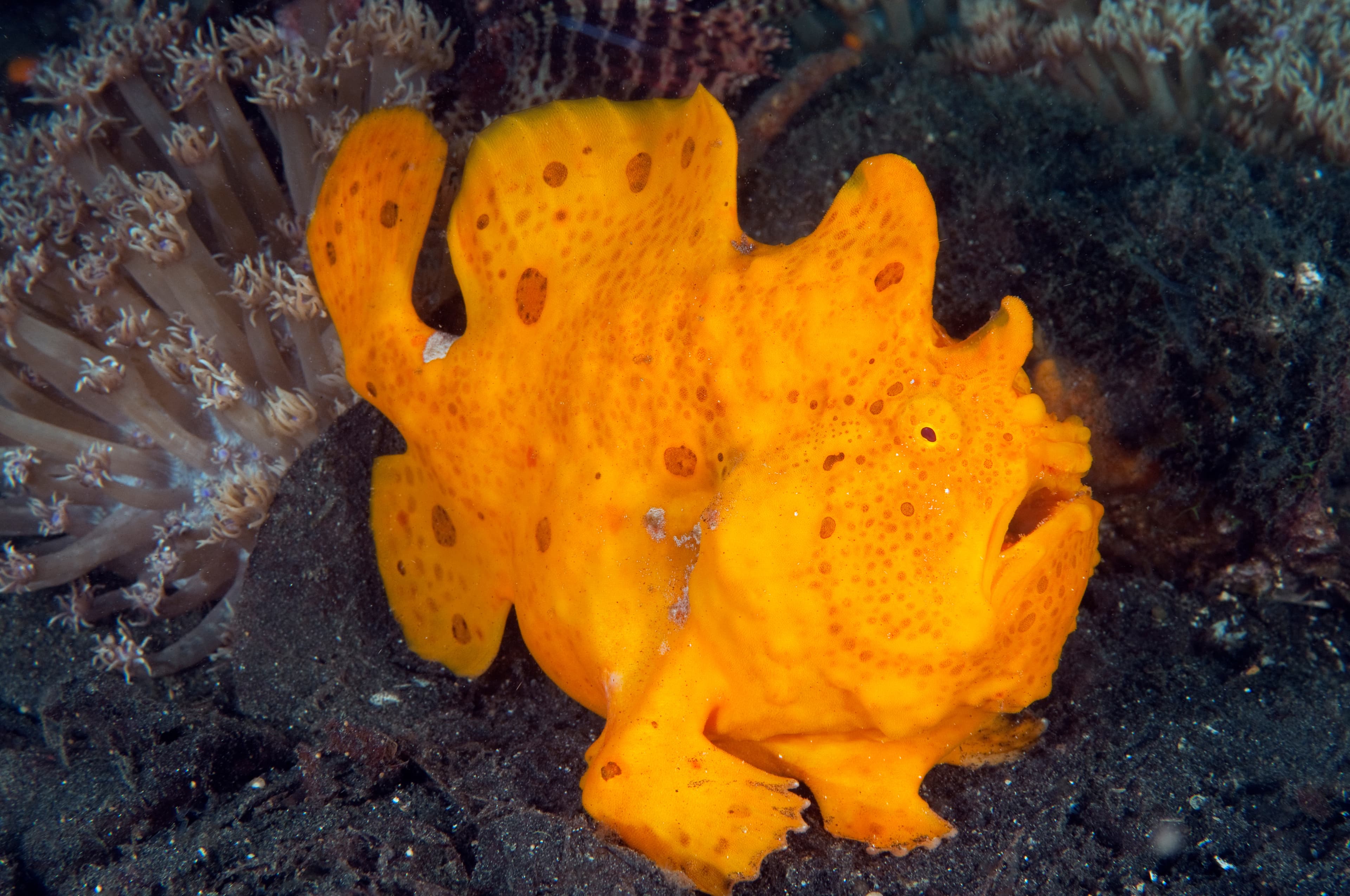 Giant Frogfish (Antennarius commerson), Sulawesi, Indonesia