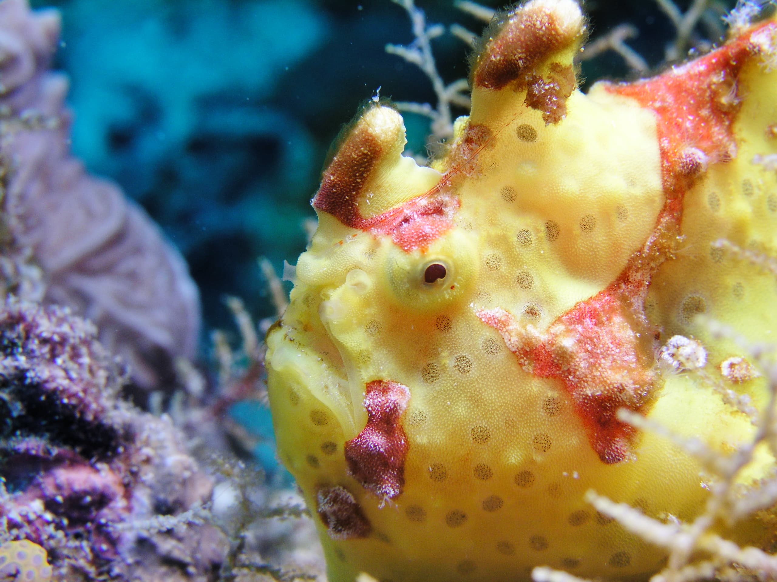 Yellow Giant Frogfish (Antennarius commerson) close up