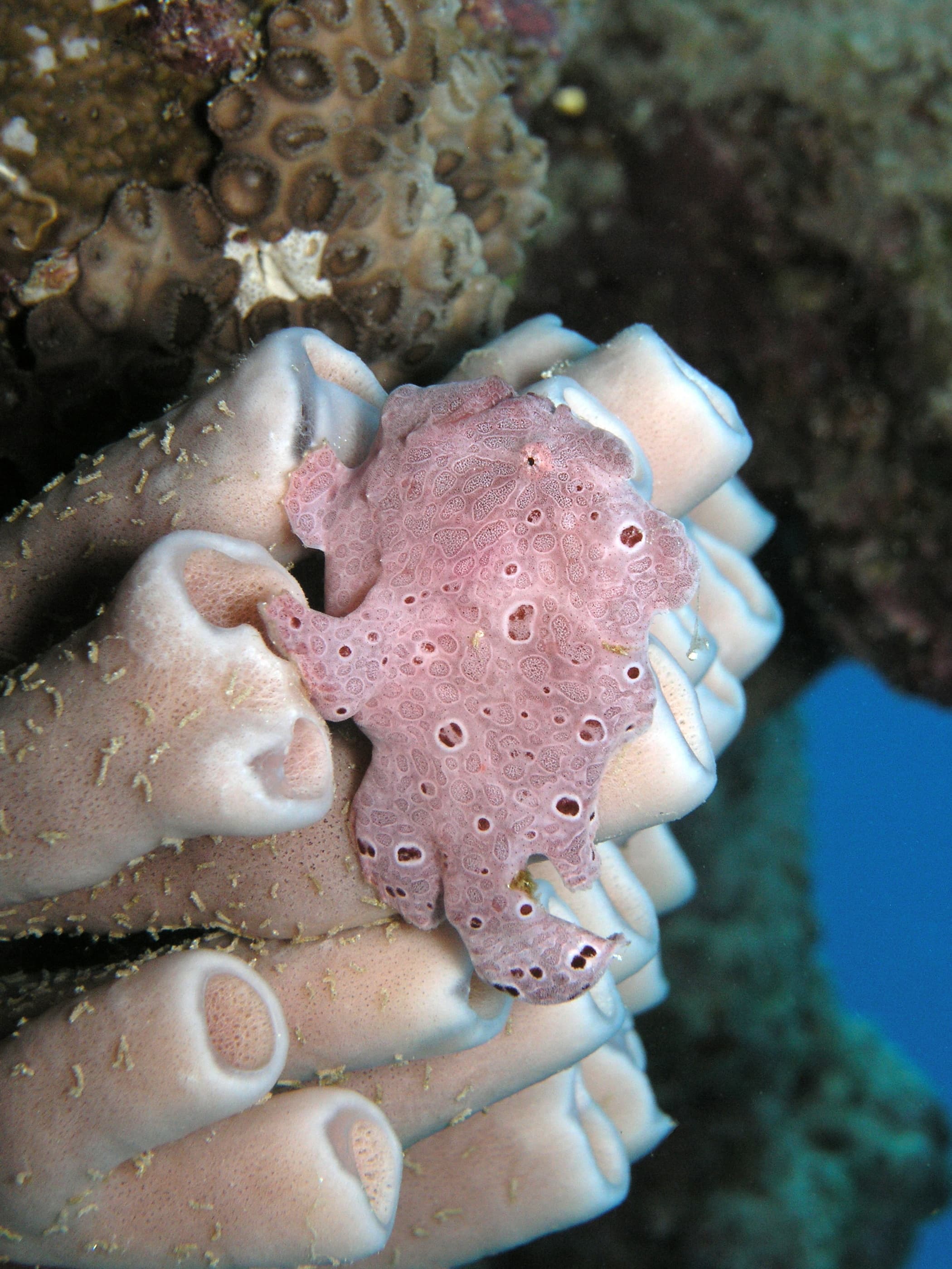 Giant Frogfish (Antennarius commerson)