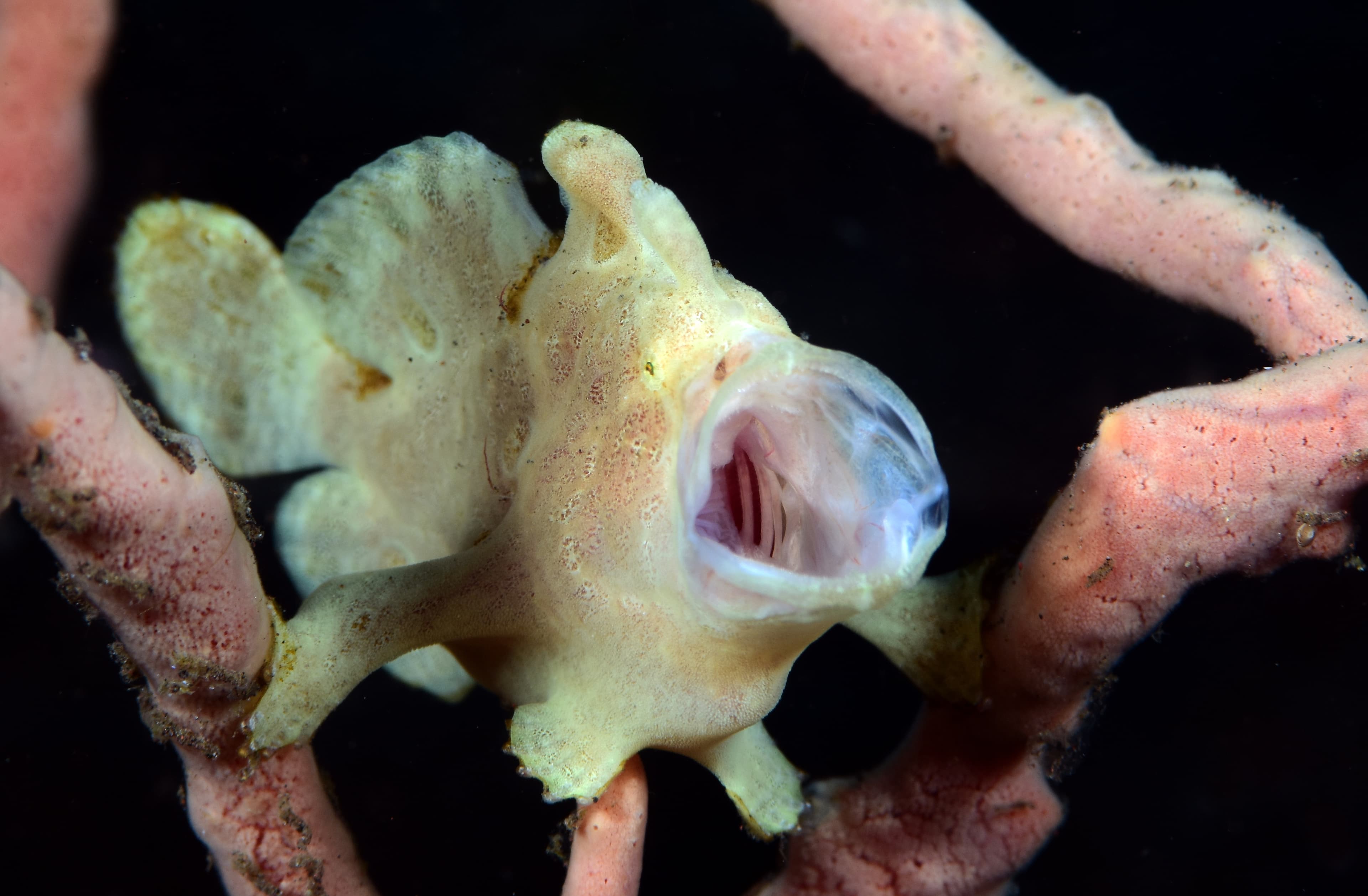 Giant Frogfish (Antennarius commerson), Tulamben, Bali, Indonesia