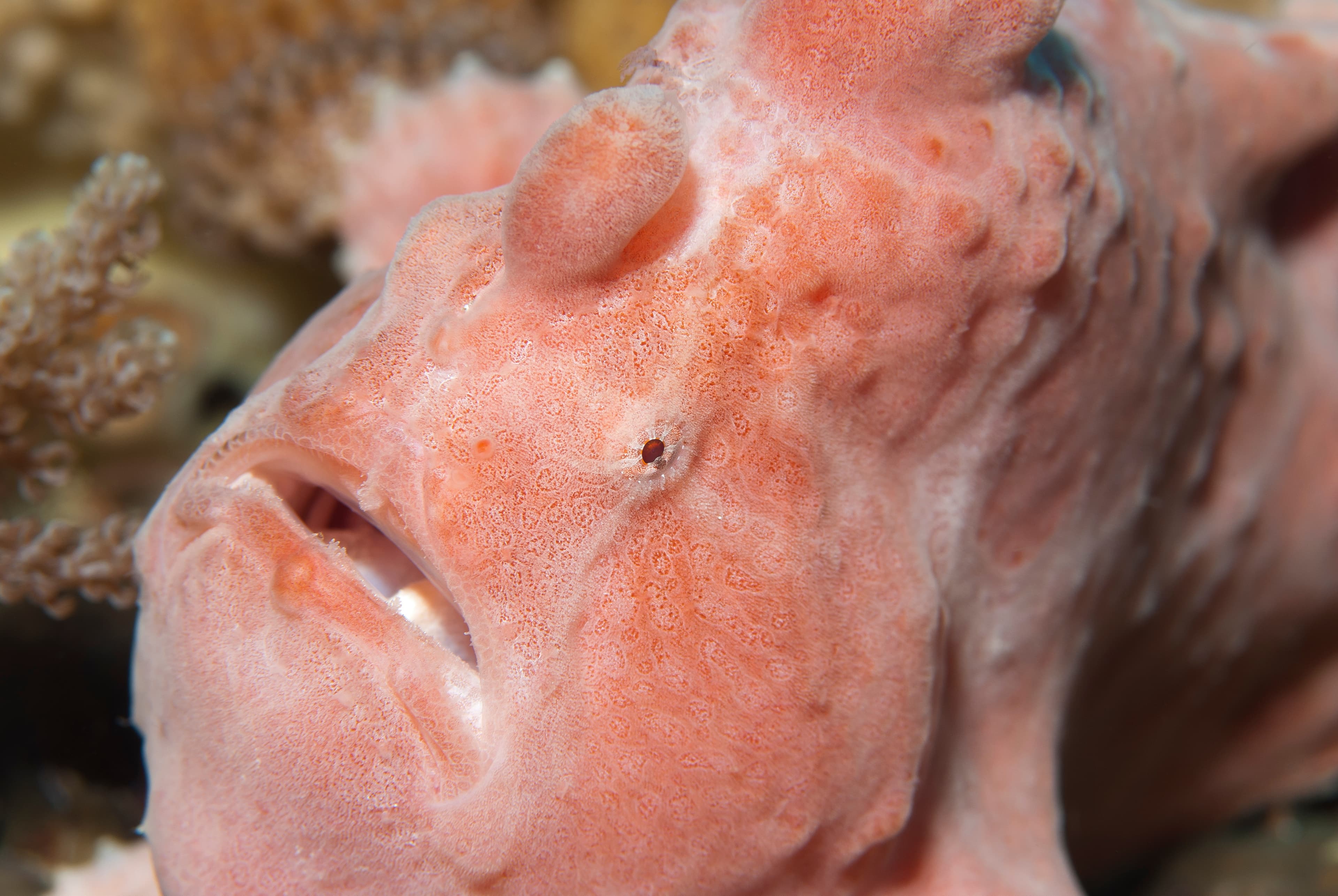 Pink Giant Frogfish (Antennarius commerson) close up