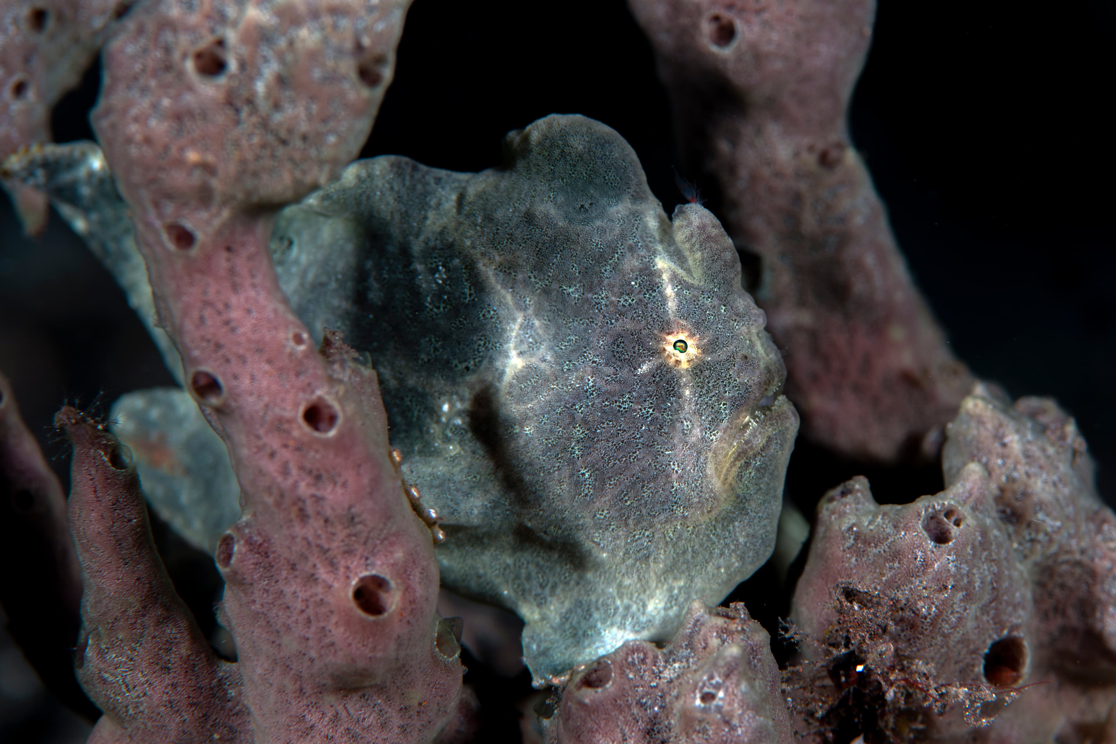 Giant Frogfish (Antennarius commerson), Tulamben, Bali, Indonesia