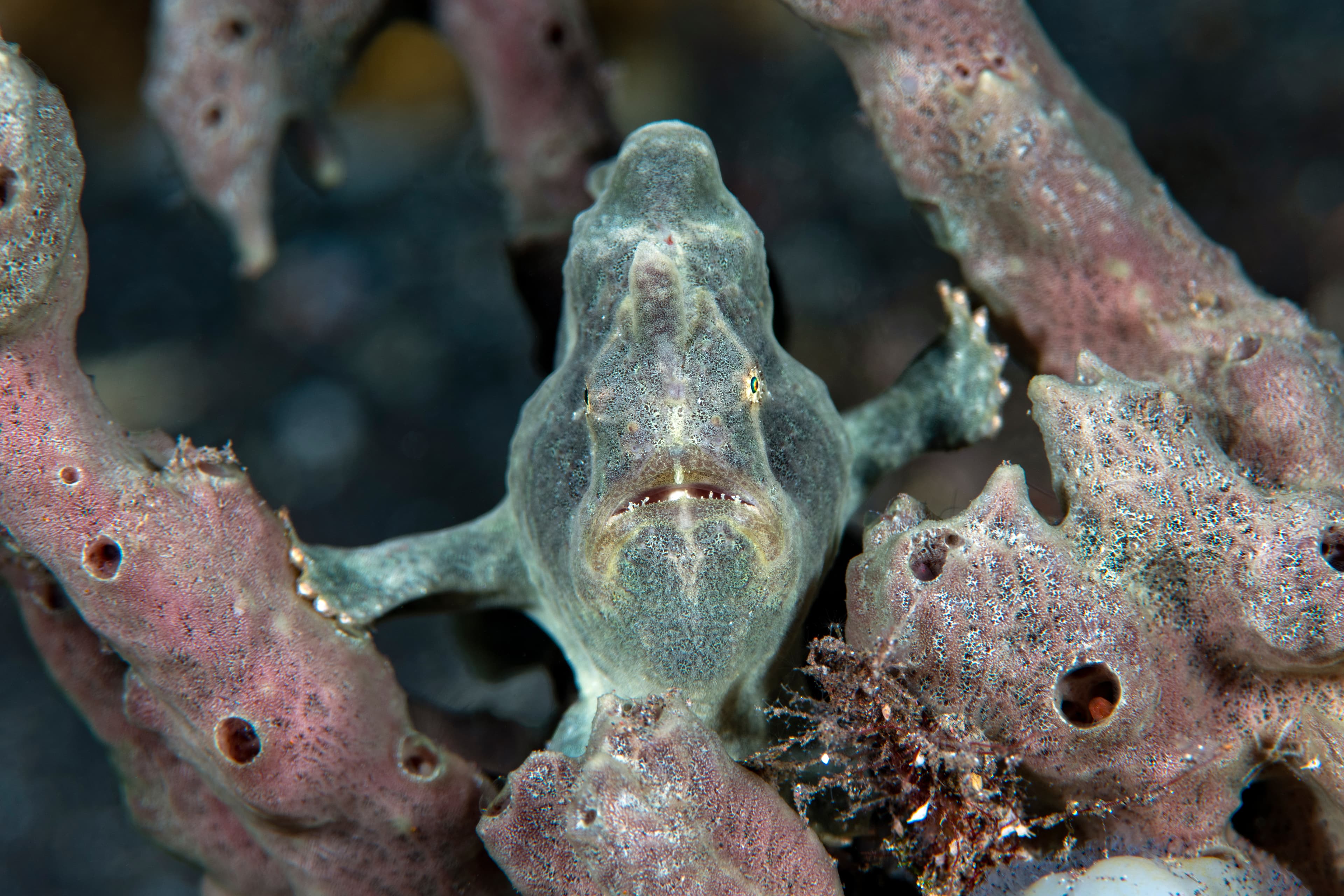 Giant Frogfish (Antennarius commerson), Tulamben, Bali, Indonesia