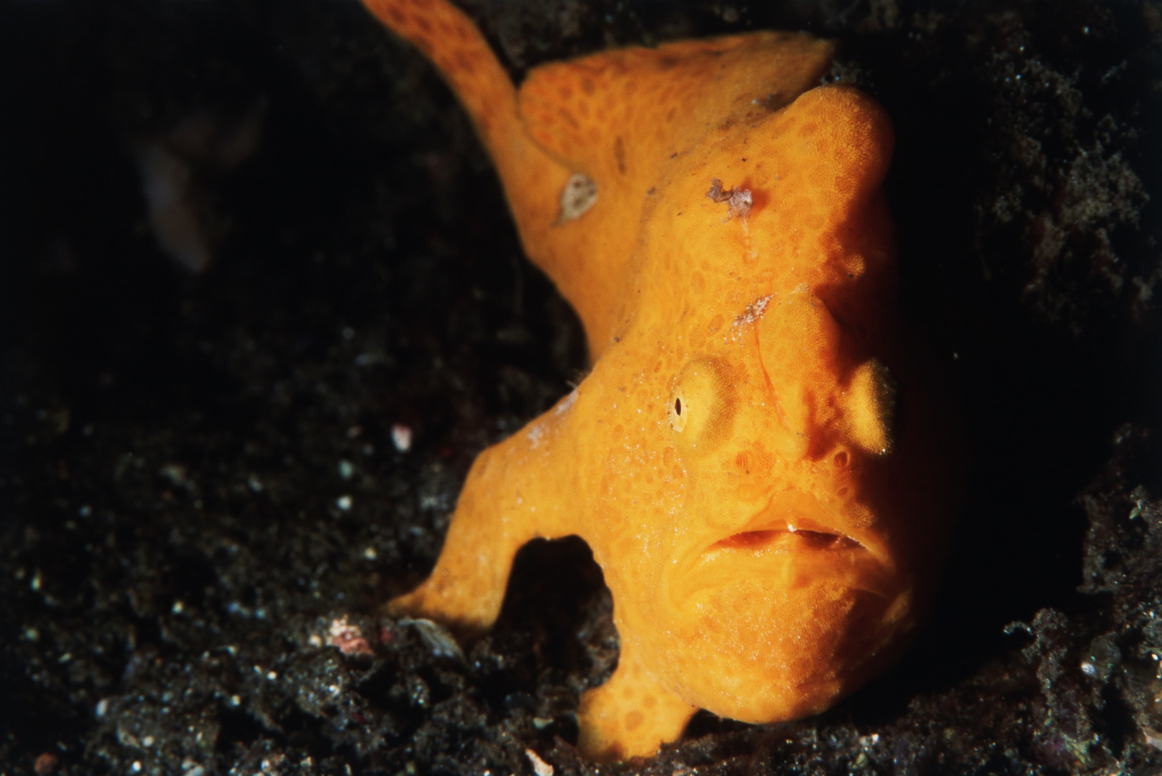 Giant Frogfish (Antennarius commerson), Indonesia