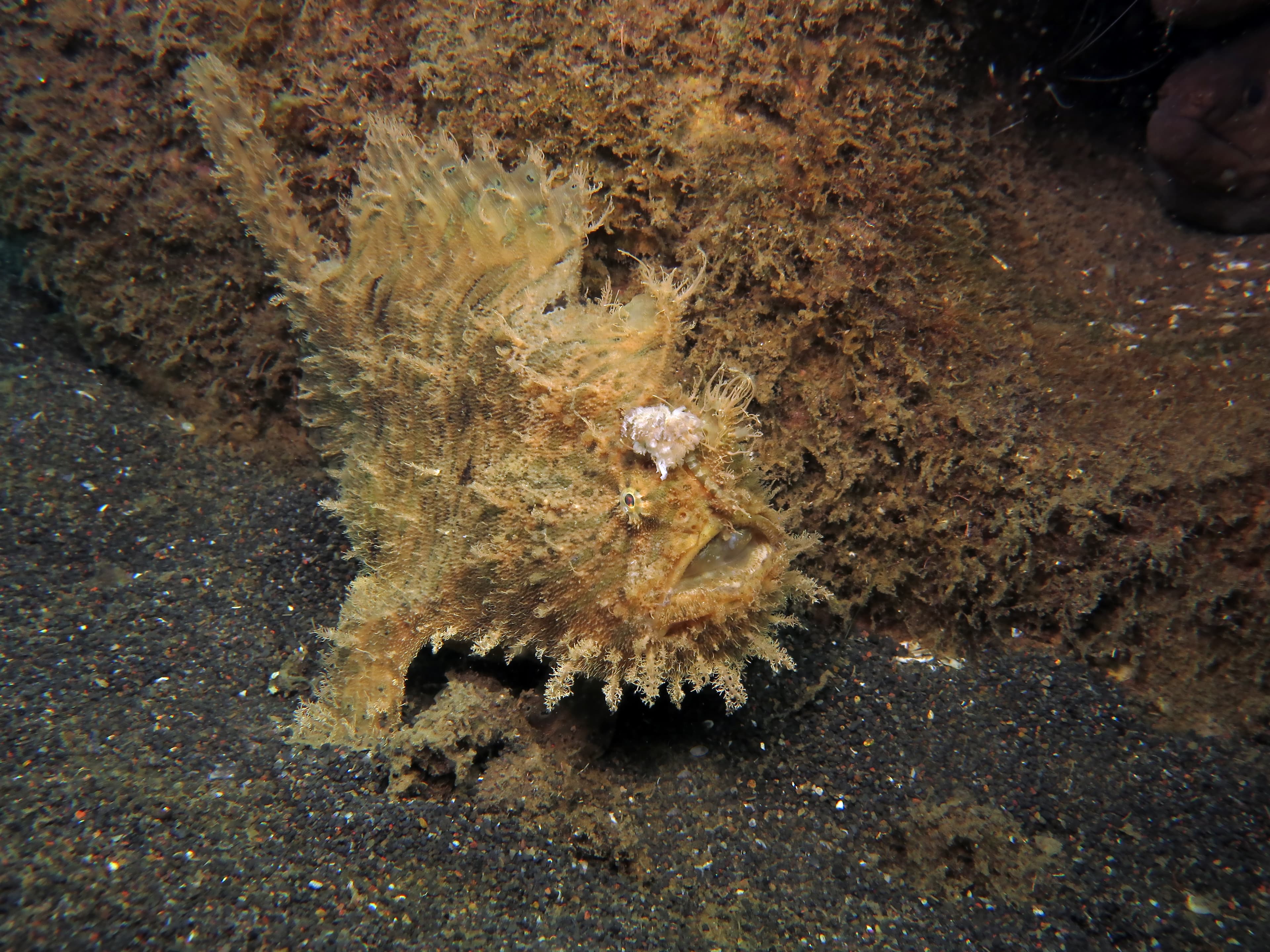 Shaggy Frogfish (Antennarius hispidus), Lembeh srait, Indonesia