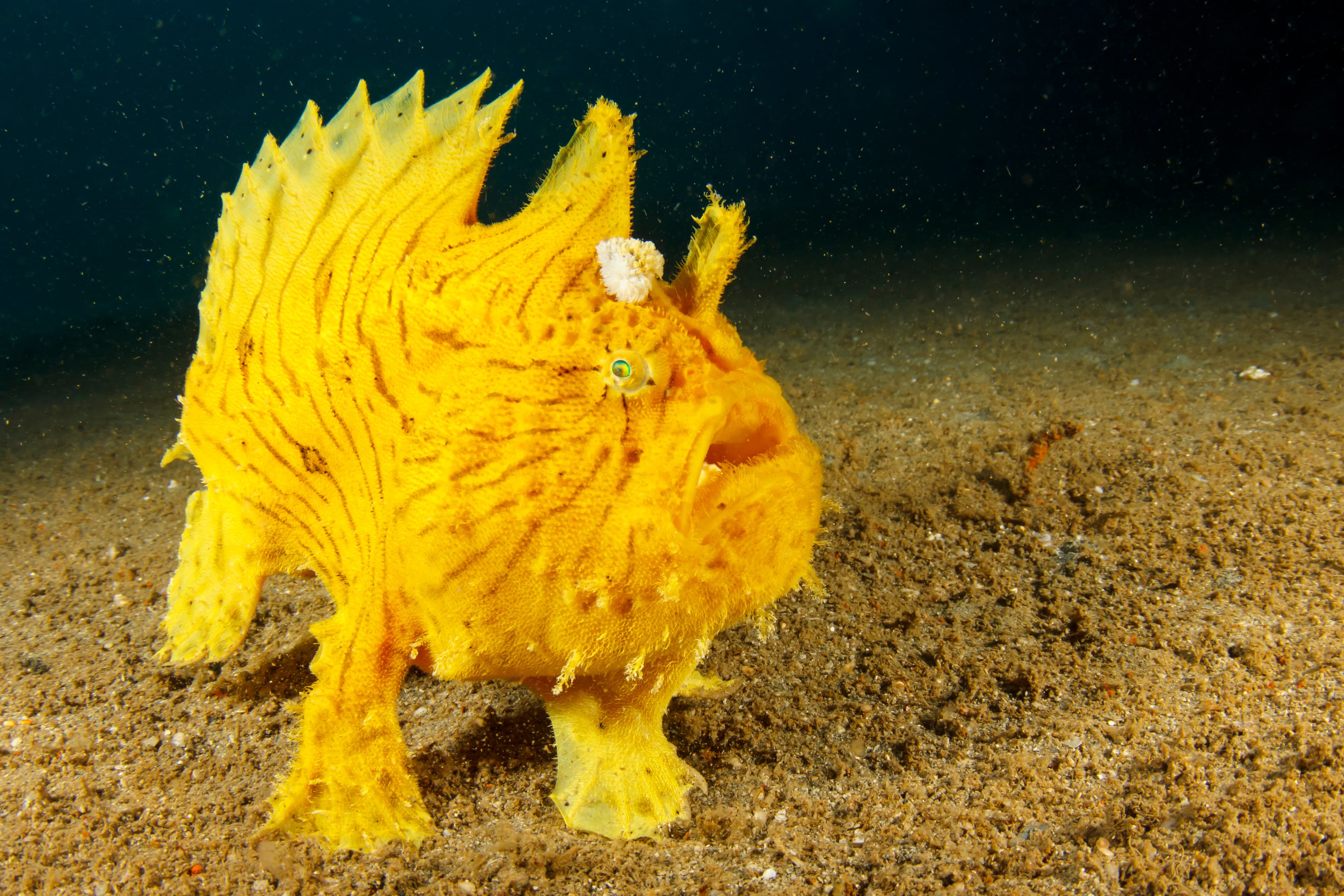 Shaggy Frogfish (Antennarius hispidus)