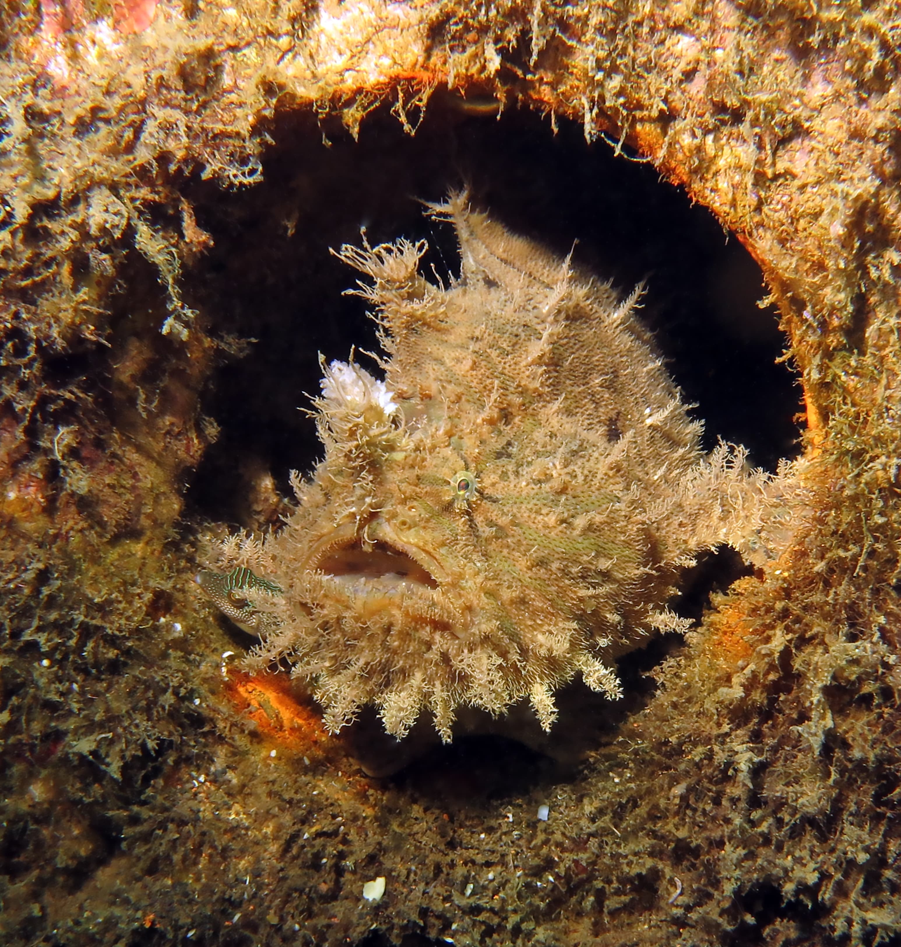 Shaggy Frogfish (Antennarius hispidus), Lembeh srait, Indonesia