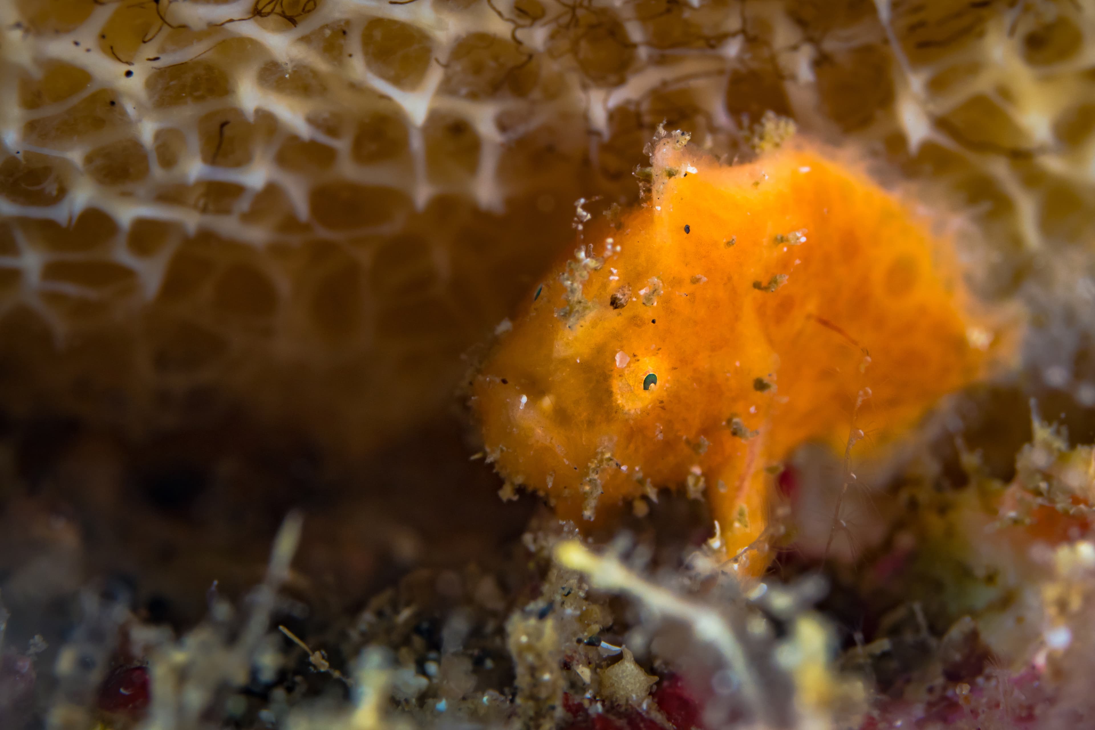 Shaggy Frogfish (Antennarius hispidus) juvenile