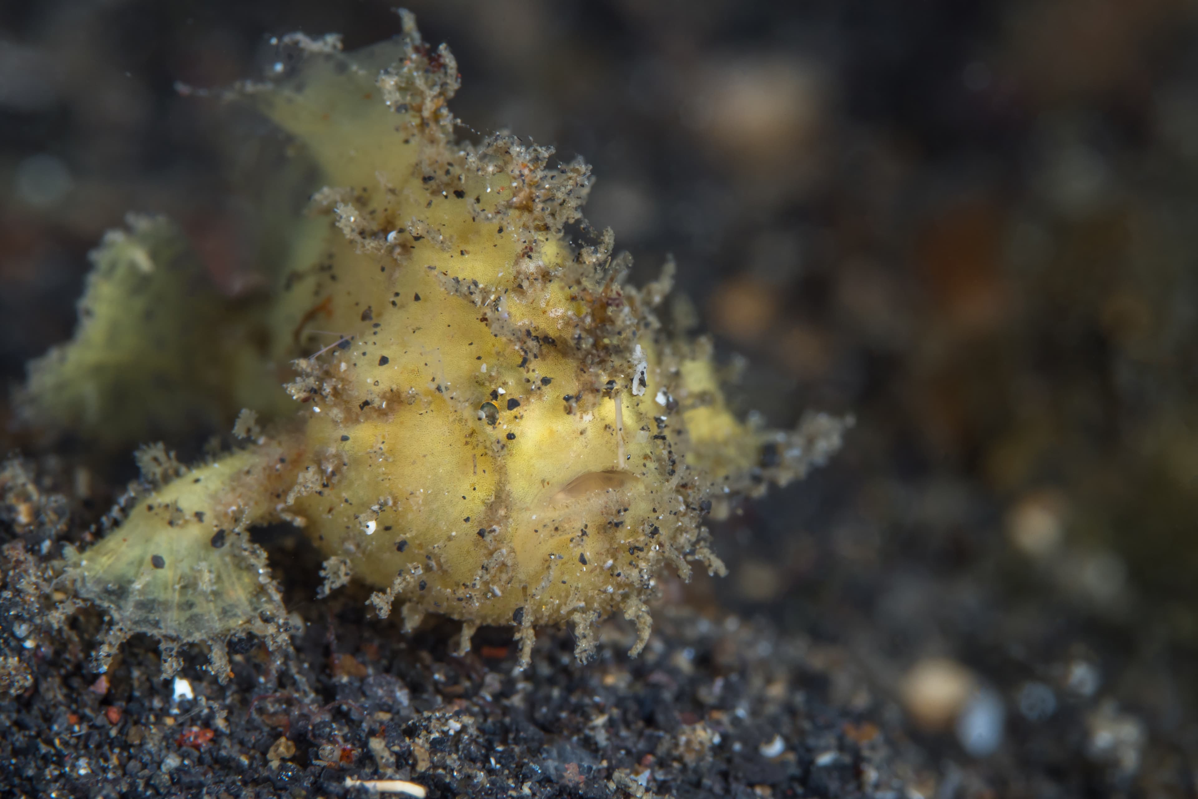 Shaggy Frogfish (Antennarius hispidus) juvenile